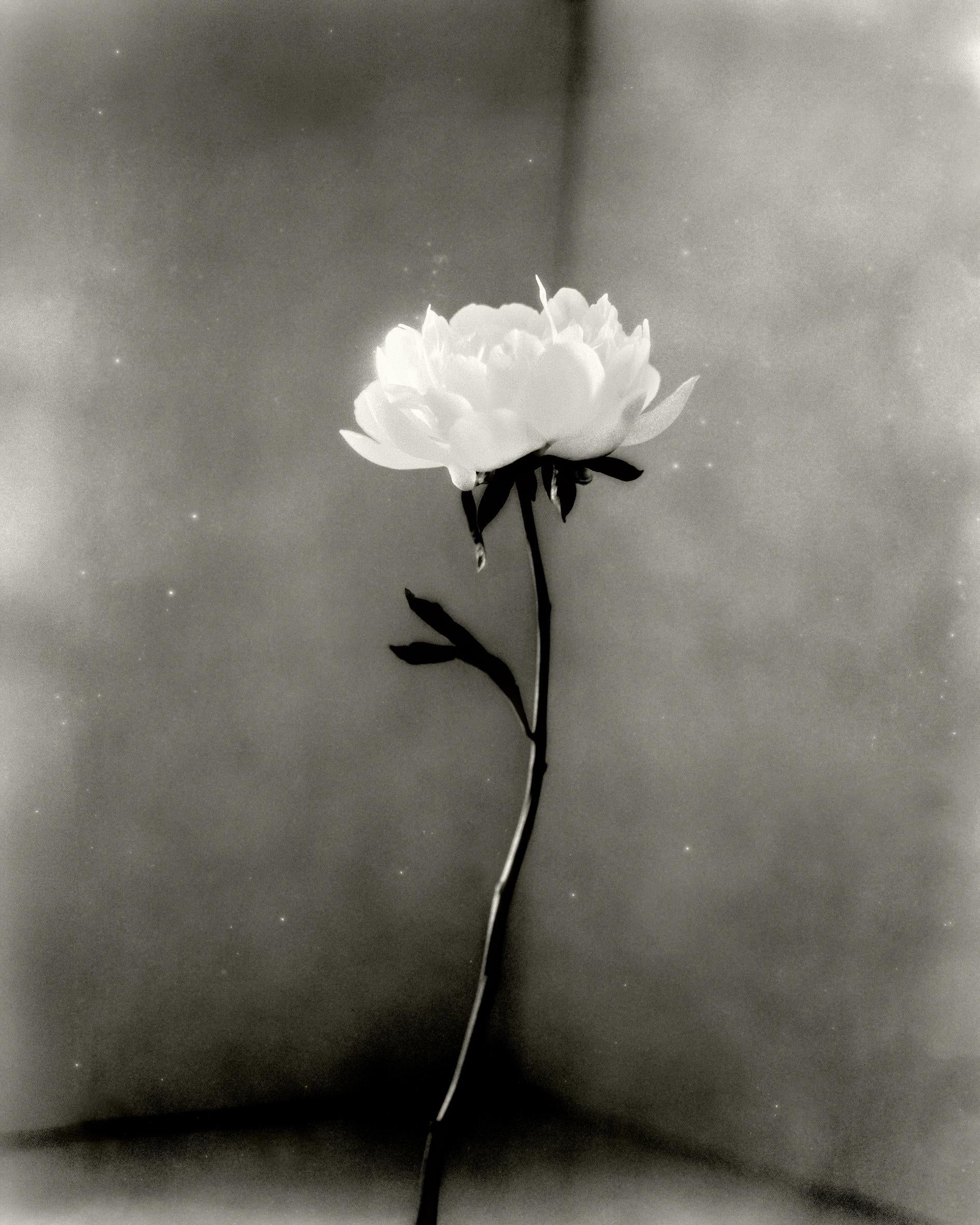 Pivoine n° 15 - photographie florale analogique, édition limitée à 10 exemplaires
