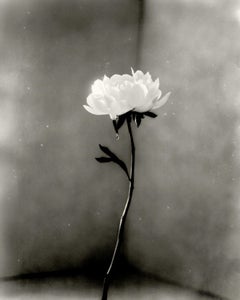 Peony No.15 - analogue floral photography, limited edition of 10