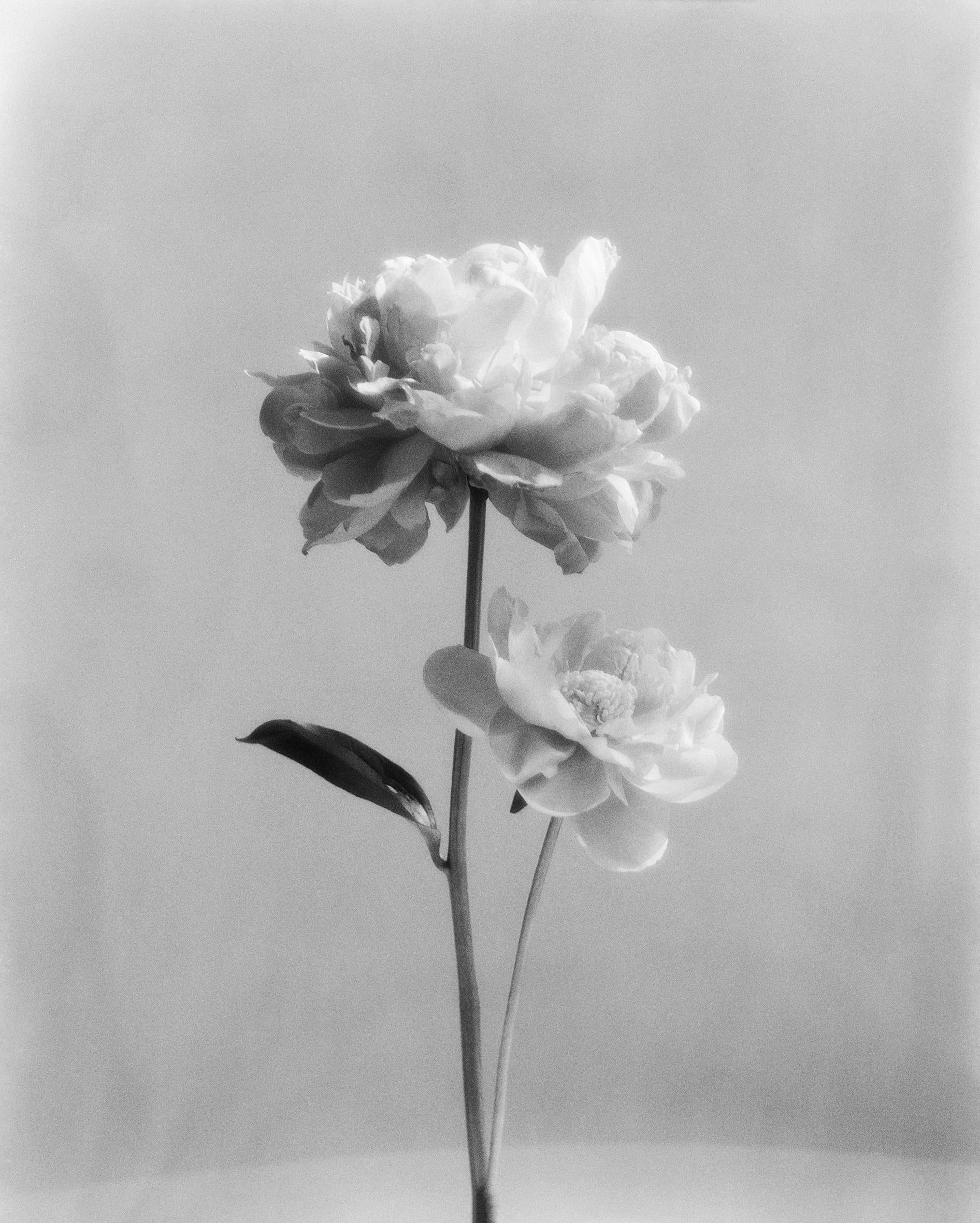 Black and White Photograph Ugne Pouwell - Pivoine n°2 - photographie florale analogique en noir et blanc, édition limitée à 15 exemplaires