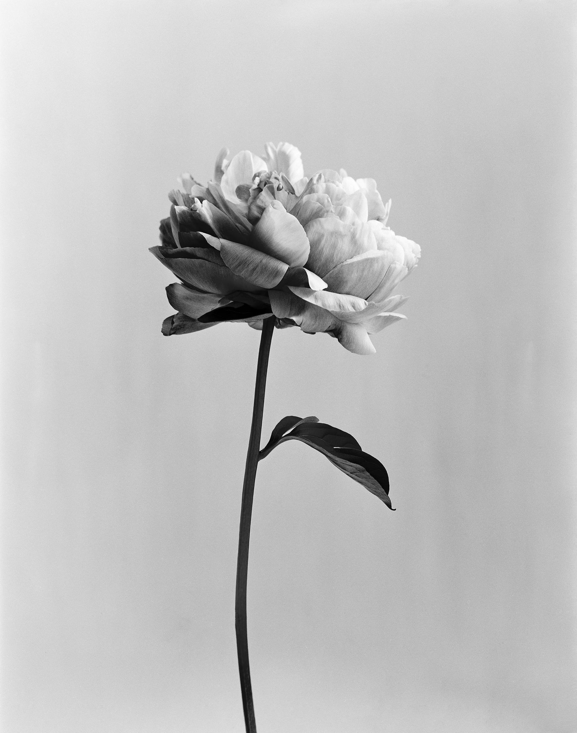 Ugne Pouwell Black and White Photograph – analoge Schwarz-Weiß-Blumenfotografie von Peony No.3, limitierte Auflage 3 von 10 Stück
