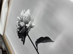Peonía nº 3 fotografía floral analógica en blanco y negro, edición limitada 4 de 10
