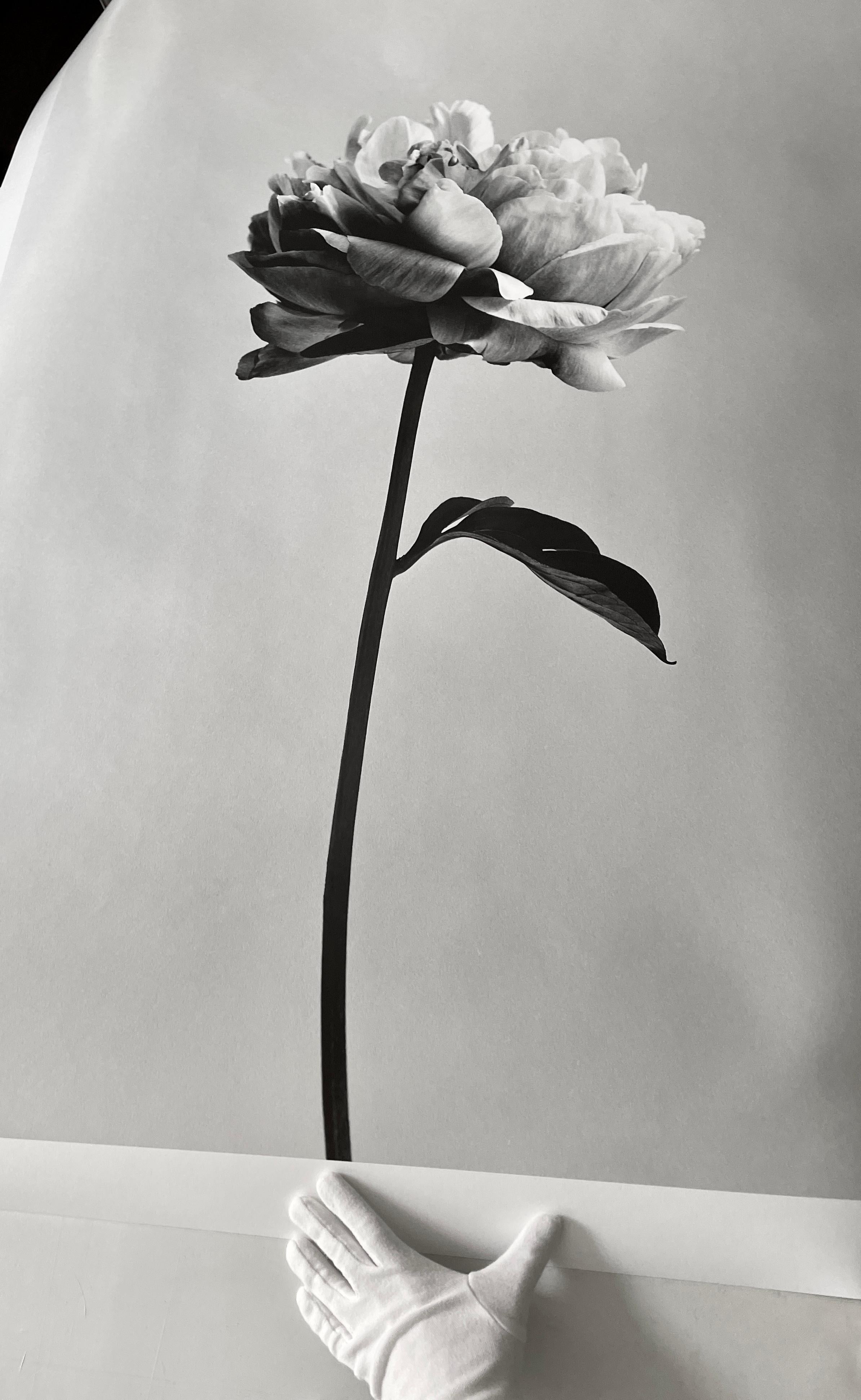 analoge Schwarz-Weiß-Blumenfotografie von Peony No.3, limitierte Auflage 3 von 10 Stück (Grau), Black and White Photograph, von Ugne Pouwell