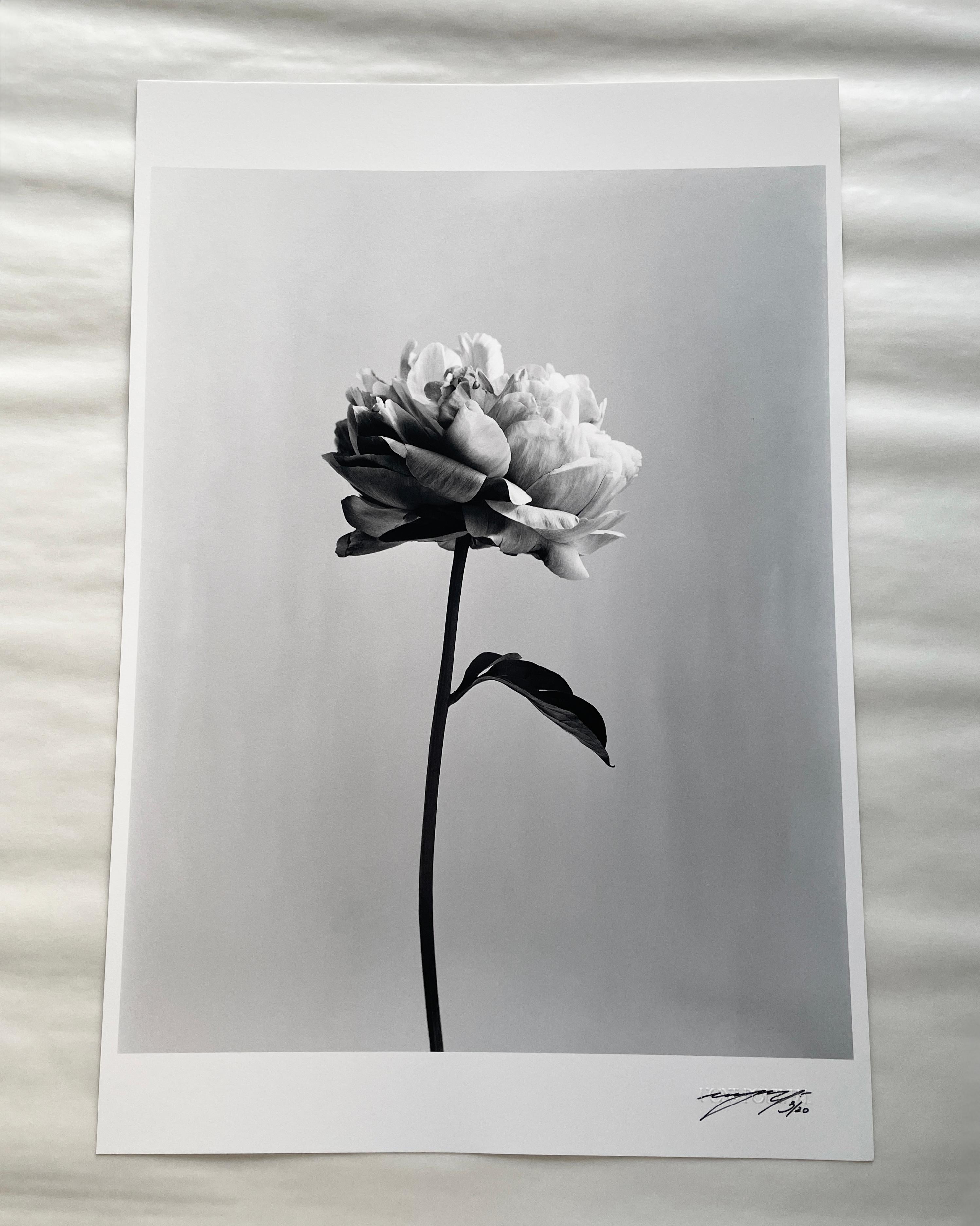 Peony no.3 – analoge schwarz-weiße Blumenfotografie, limitierte Auflage von 20 Stück – Photograph von Ugne Pouwell