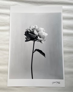 Peony no.3 - analogue black and white floral photography, Limited edition of 20