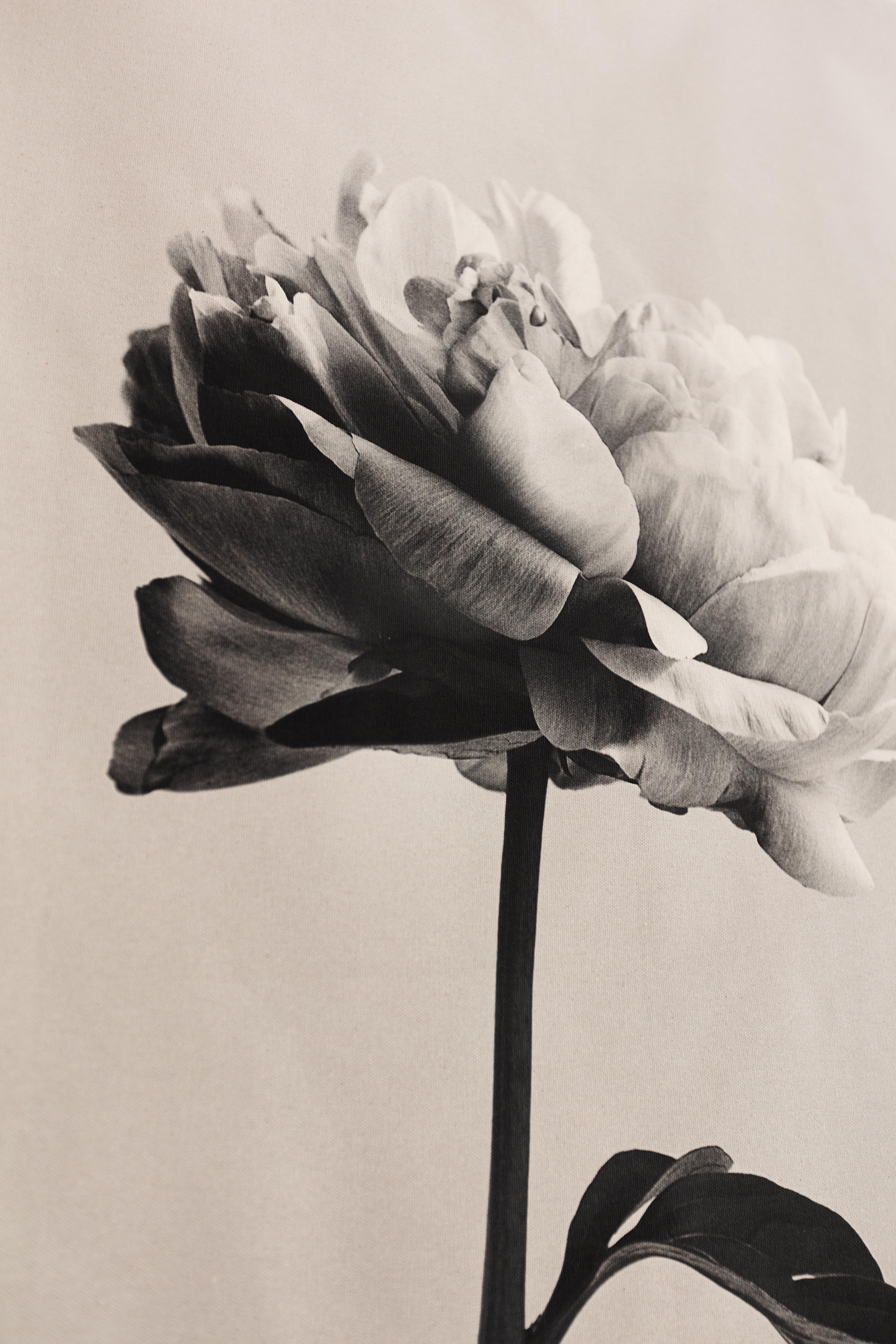 'Peony no.3' cotton canvas scroll, floral photography, Limited edition 2 of 5 - Photograph by Ugne Pouwell