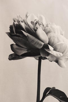 Peony no.3 - cotton canvas scroll, floral photography, Limited edition 2 of 5