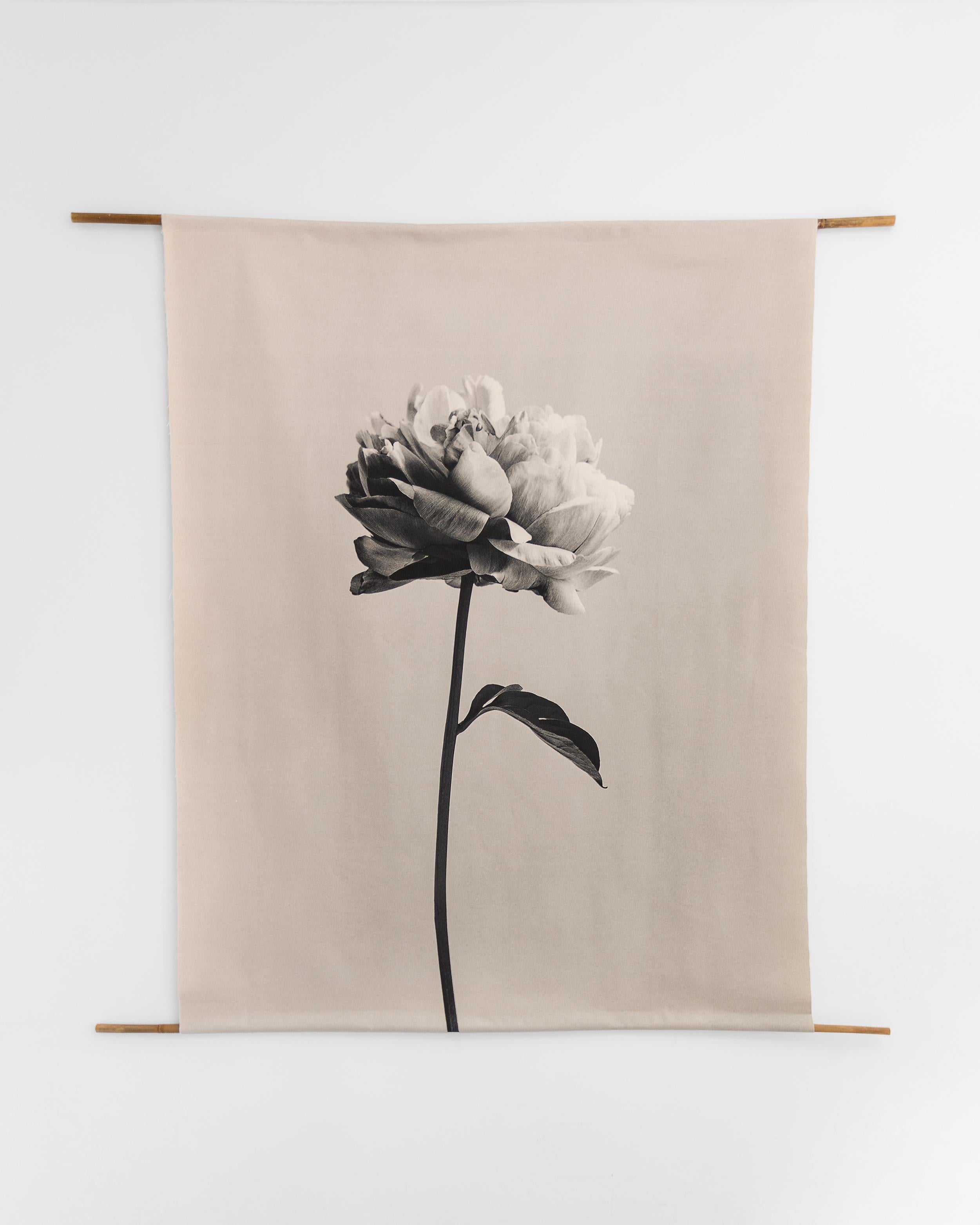 Ugne Pouwell Still-Life Photograph - 'Peony no.3' cotton canvas scroll, floral photography, Limited edition 2 of 5