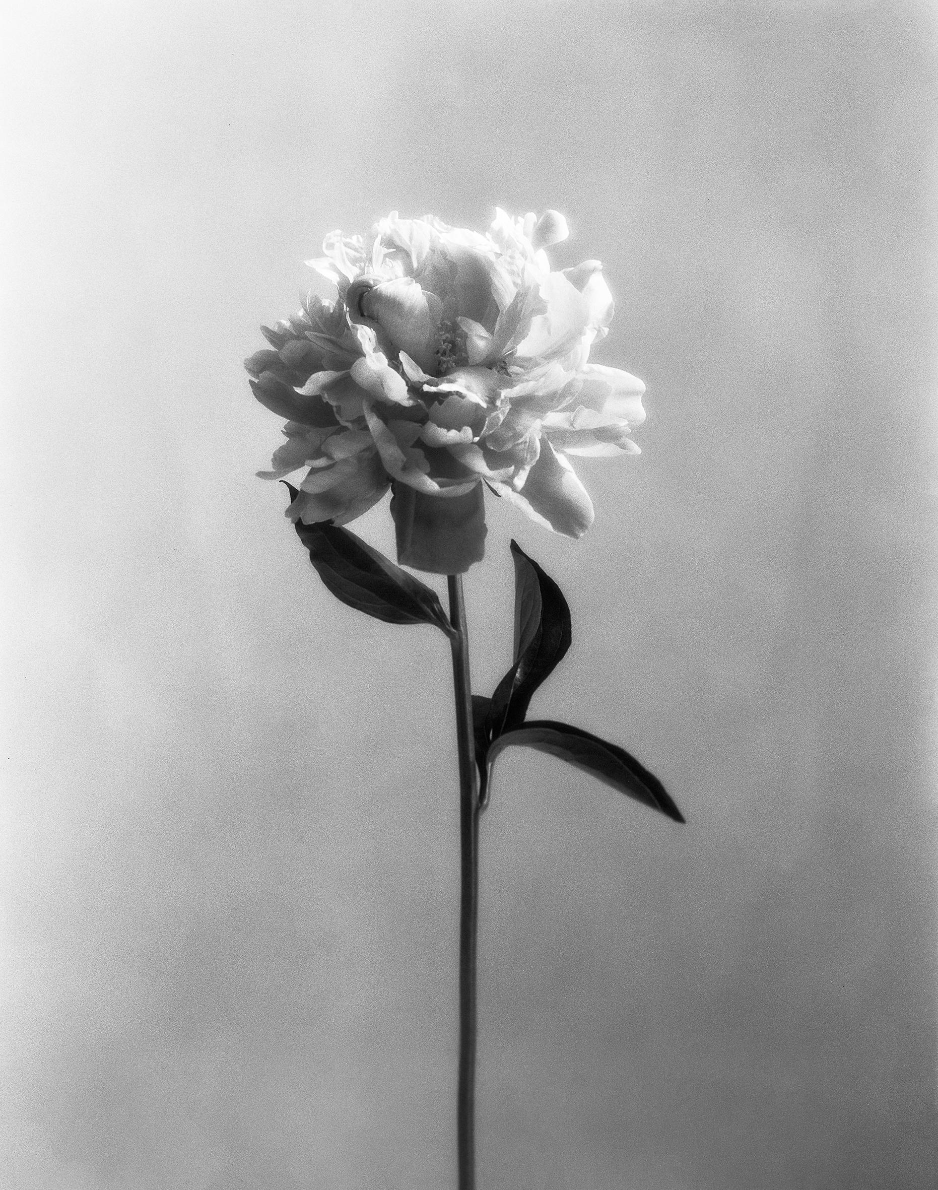 Ugne Pouwell Still-Life Photograph – Pfingstrose no.4 – analoge Schwarz-Weiß-Blumenfotografie