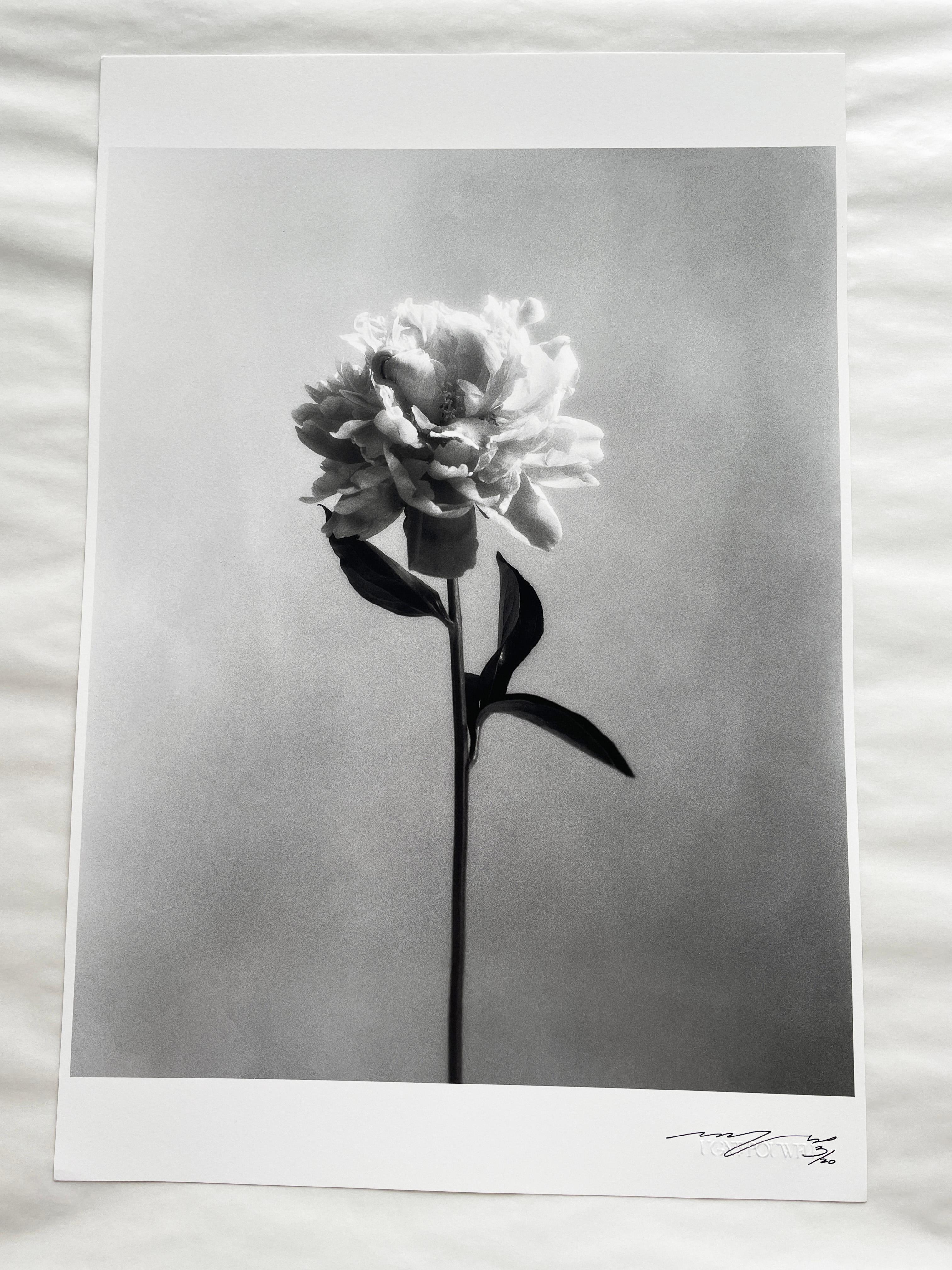Peonía nº 4 -fotografía floral análoga en blanco y negro, edición limitada 4 de 20 - Photograph de Ugne Pouwell