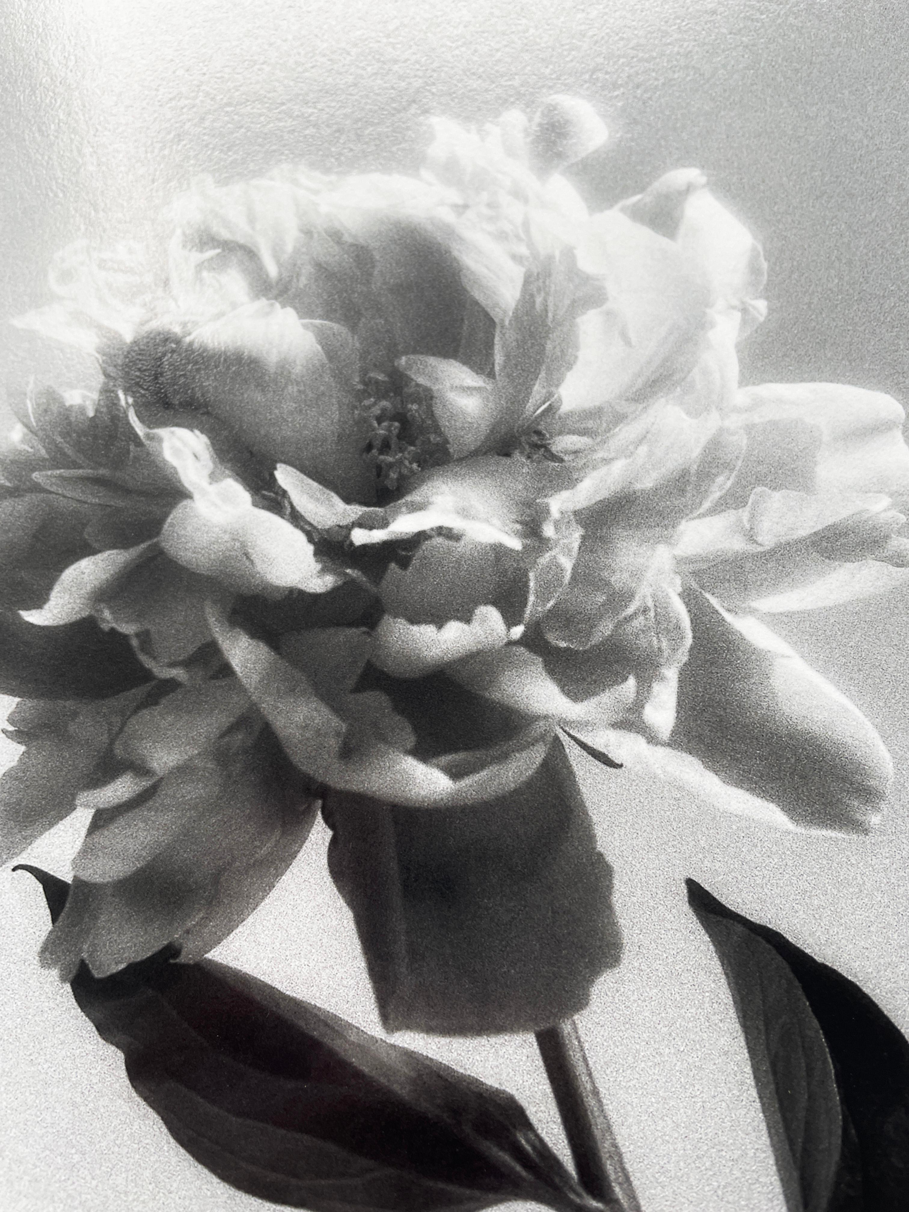 Peonía nº 4 -fotografía floral análoga en blanco y negro, edición limitada 4 de 20 - Black and White Photograph Gris de Ugne Pouwell