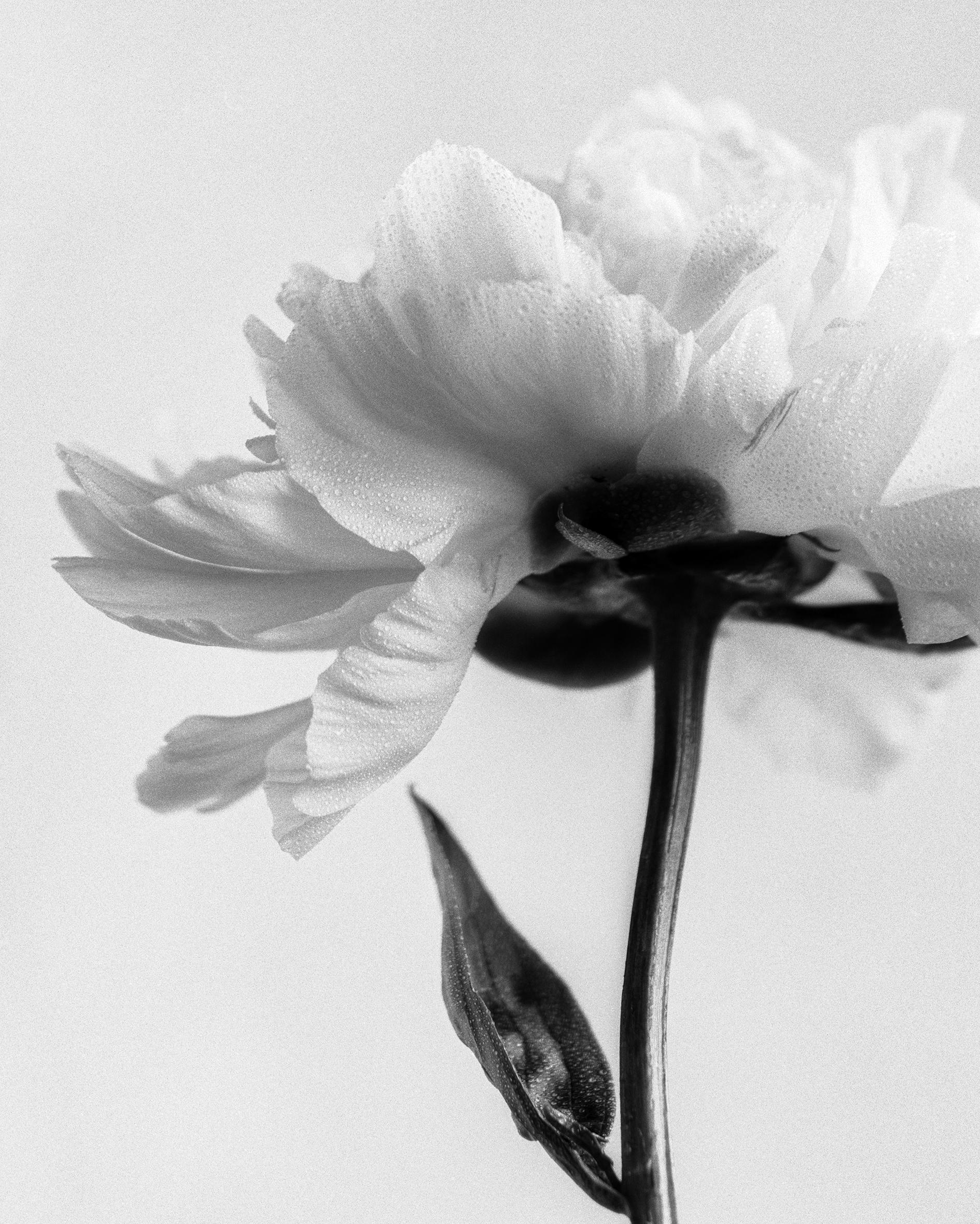 Peonia n.5 - fotografia floreale analogica in bianco e nero, edizione limitata a 2 di 20 esemplari - Photograph di Ugne Pouwell