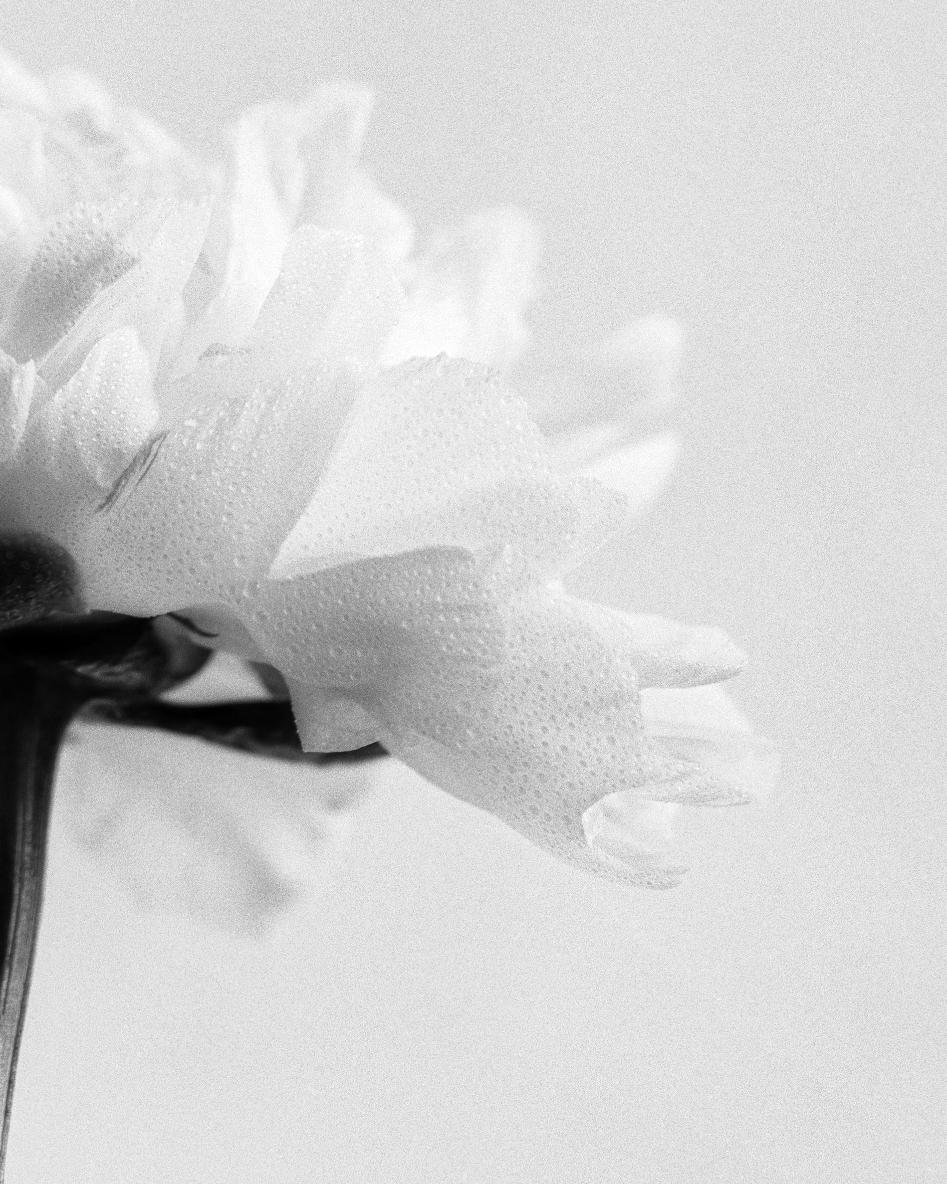 Peonia n.5 - fotografia floreale analogica in bianco e nero, edizione limitata a 2 di 20 esemplari - Photograph Contemporaneo di Ugne Pouwell