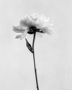Peonía nº 5 - fotografía floral analógica en blanco y negro, Edición limitada de 20 ejemplares