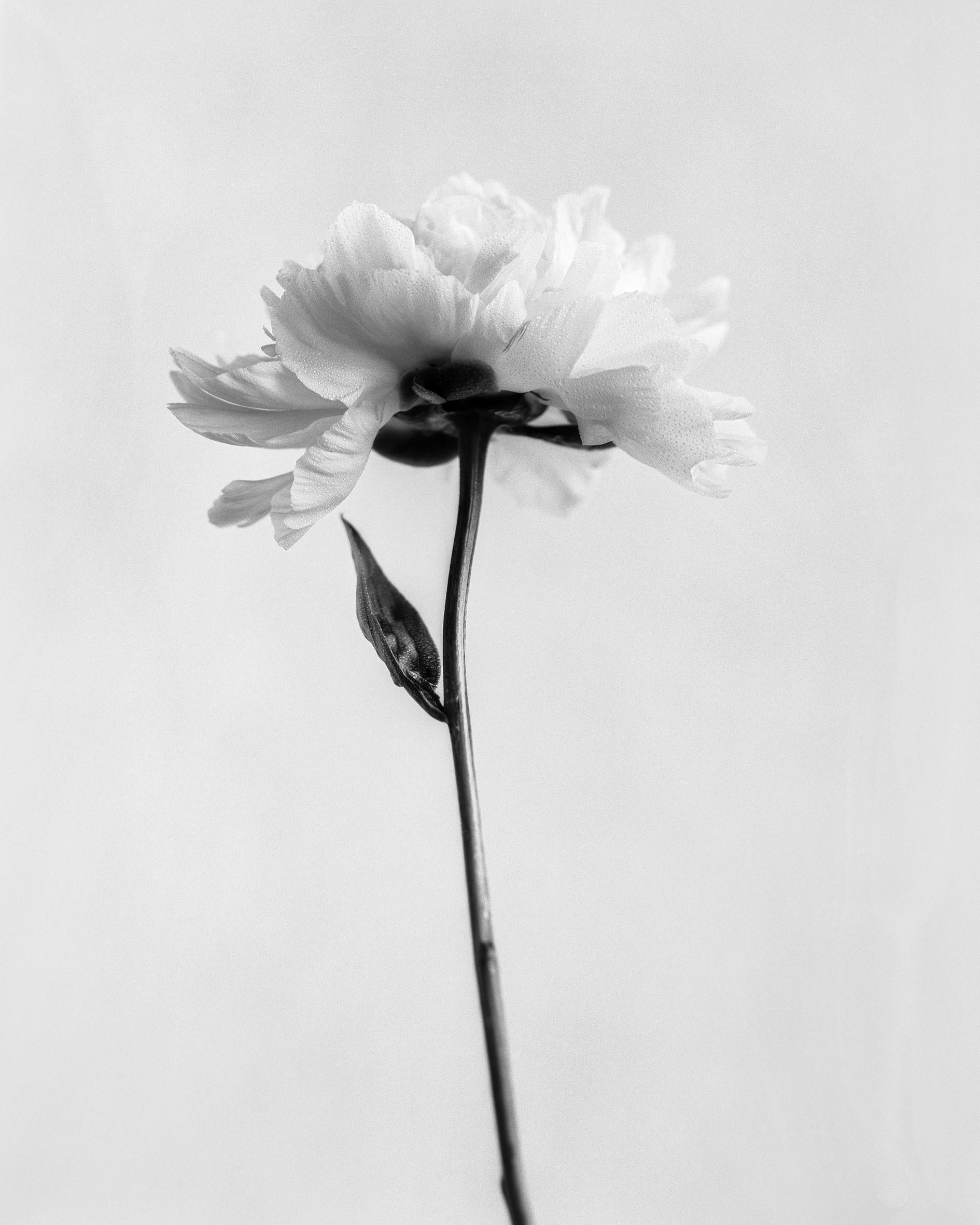 Peonía nº 5 -fotografía floral análoga en blanco y negro, Edición limitada 2 de 20