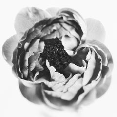 Peony No.6 - photographie florale analogique en noir et blanc, édition limitée à 5 exemplaires