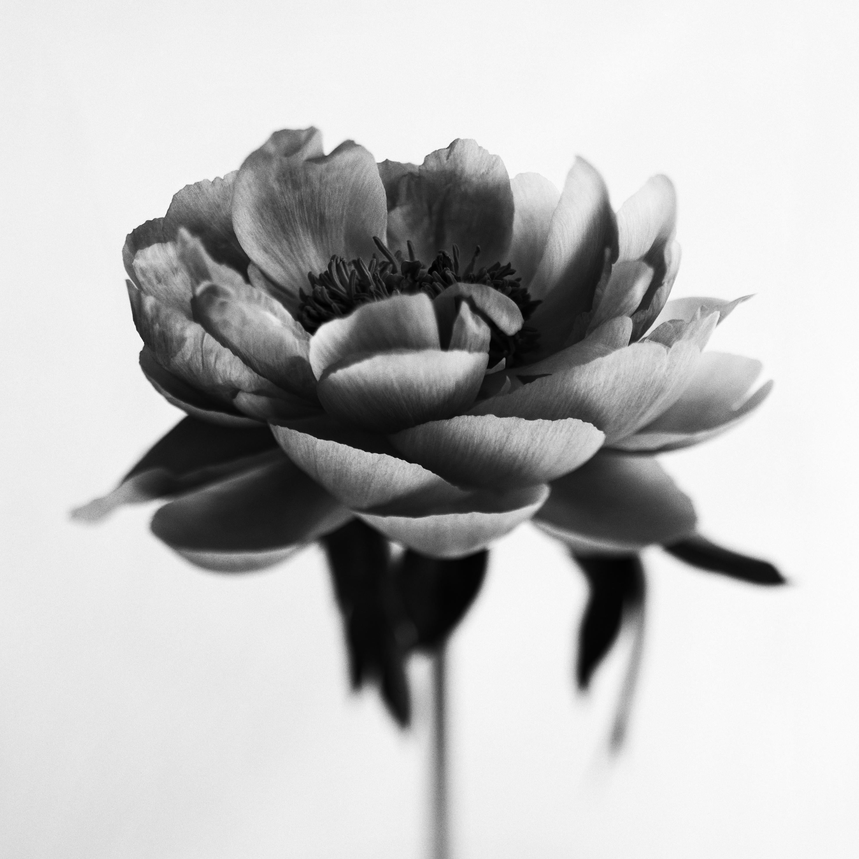 Peonía nº 7 - fotografía floral analógica en blanco y negro, edición limitada de 5 ejemplares