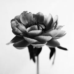 Peony No.7 – analoge Schwarz-Weiß-Blumenfotografie in Schwarz-Weiß, limitierte Auflage von 5 Stück