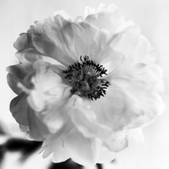 Peonía nº 8 - fotografía floral analógica en blanco y negro, edición limitada de 5 ejemplares
