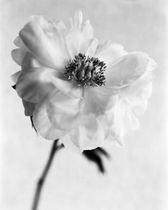 Peony No.9 - analogue black and white floral photography, limited edition 20