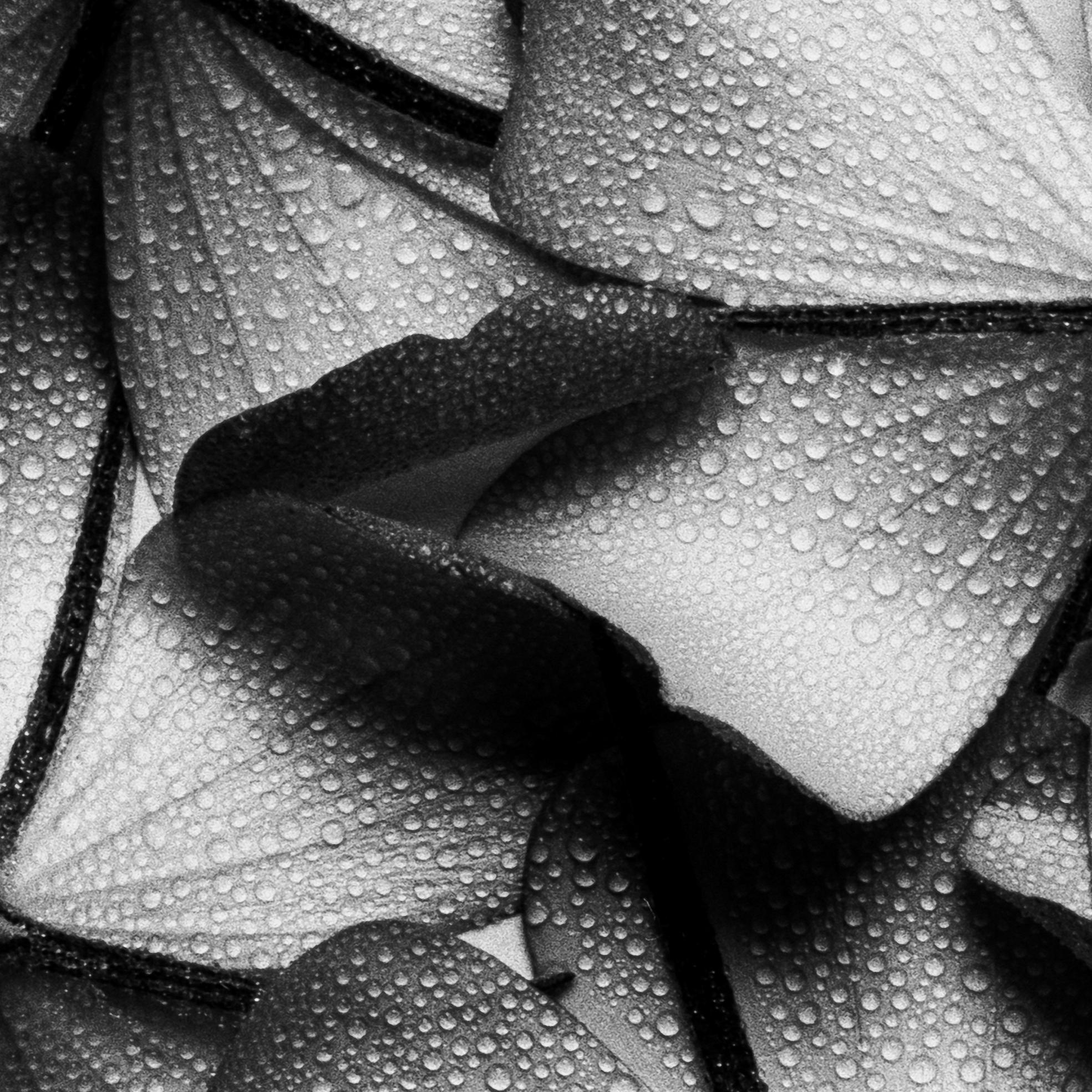 Ugne Pouwell Still-Life Photograph - Petal Wings - blooms, black and white photography, Limited edition 20