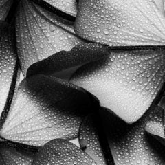Petal Wings - blooms, black and white photography, Limited edition 20