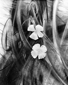 tals in the Storm -  Photographie abstraite florale, édition limitée à 20 exemplaires
