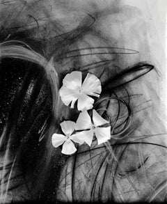 Pitals in the Storm n°2  Photographie abstraite florale, édition limitée à 20 exemplaires