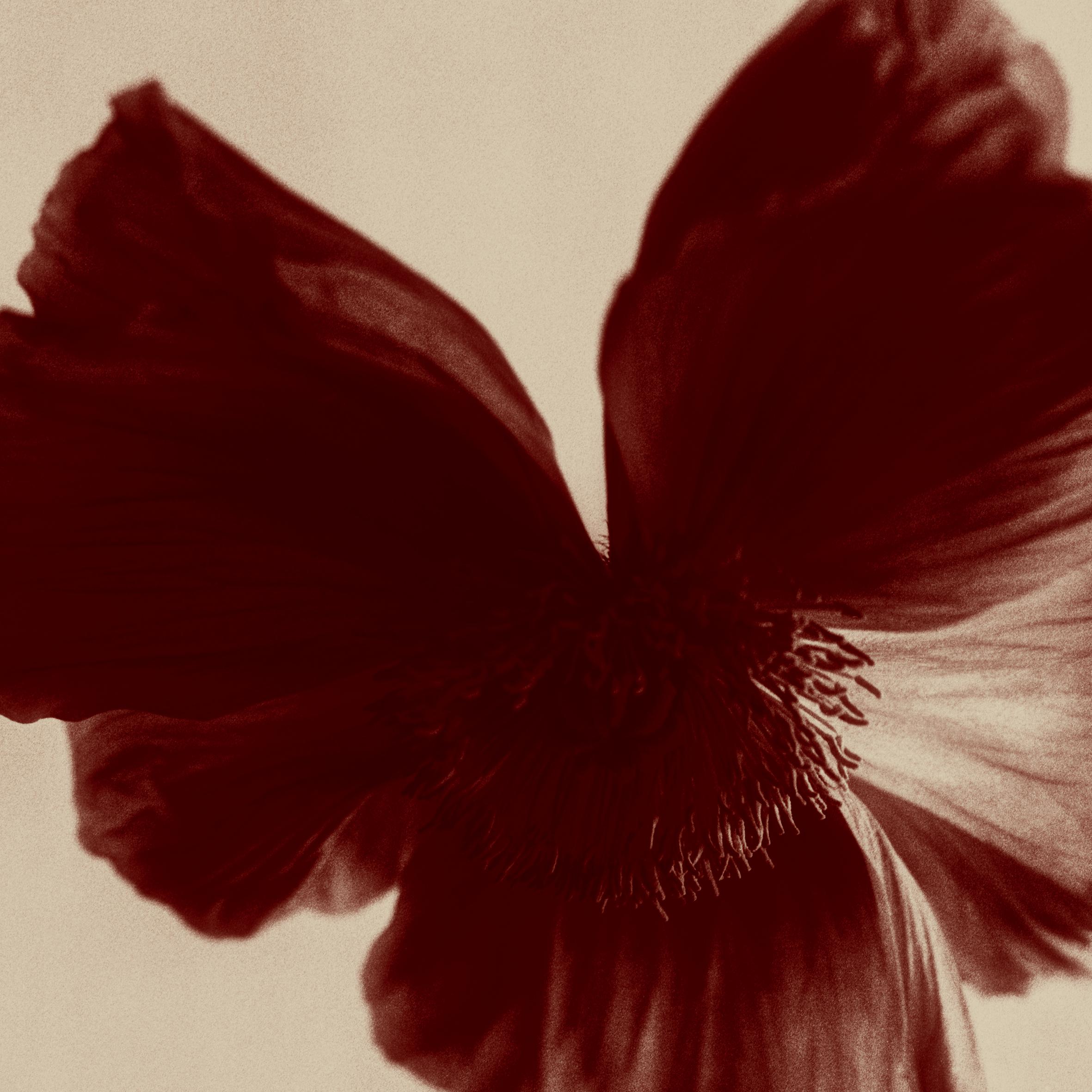 Poppy Bird – Farbfotografie, abstrakter Expressionismus, signierte Auflage von 10 Exemplaren