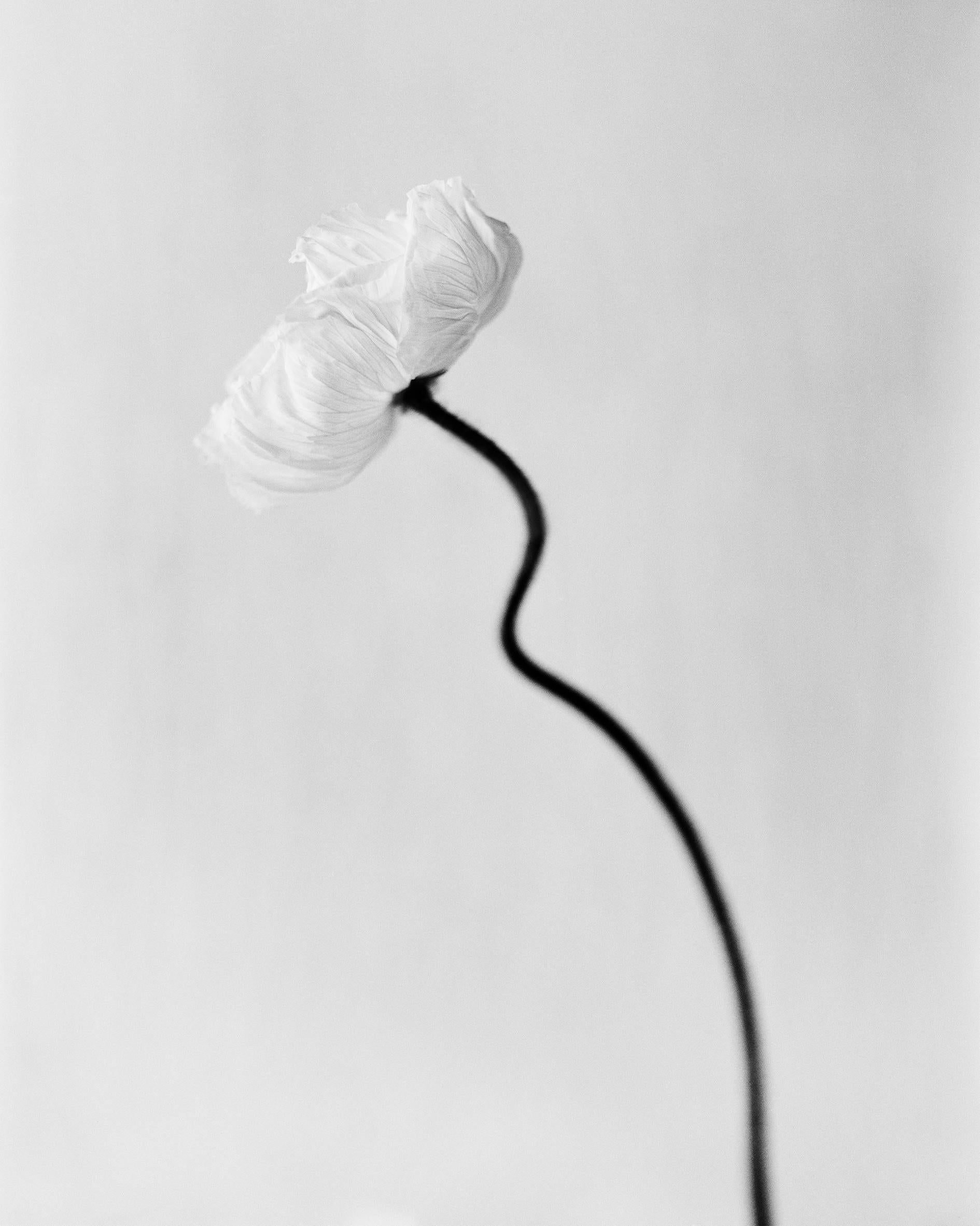 Ugne Pouwell Still-Life Photograph - Poppy bloom - Black and White analogue floral photography, Limited edition of 10