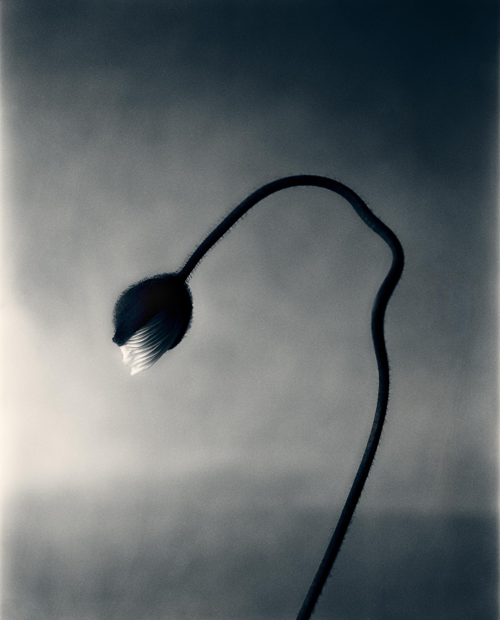 Ugne Pouwell Black and White Photograph – Mohnblumenknospen – Analogue Blumenfotografie, limitierte Auflage von 10 Stück