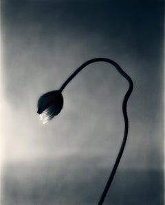 Poppy bud - Analogue floral photography, Limited edition of 20