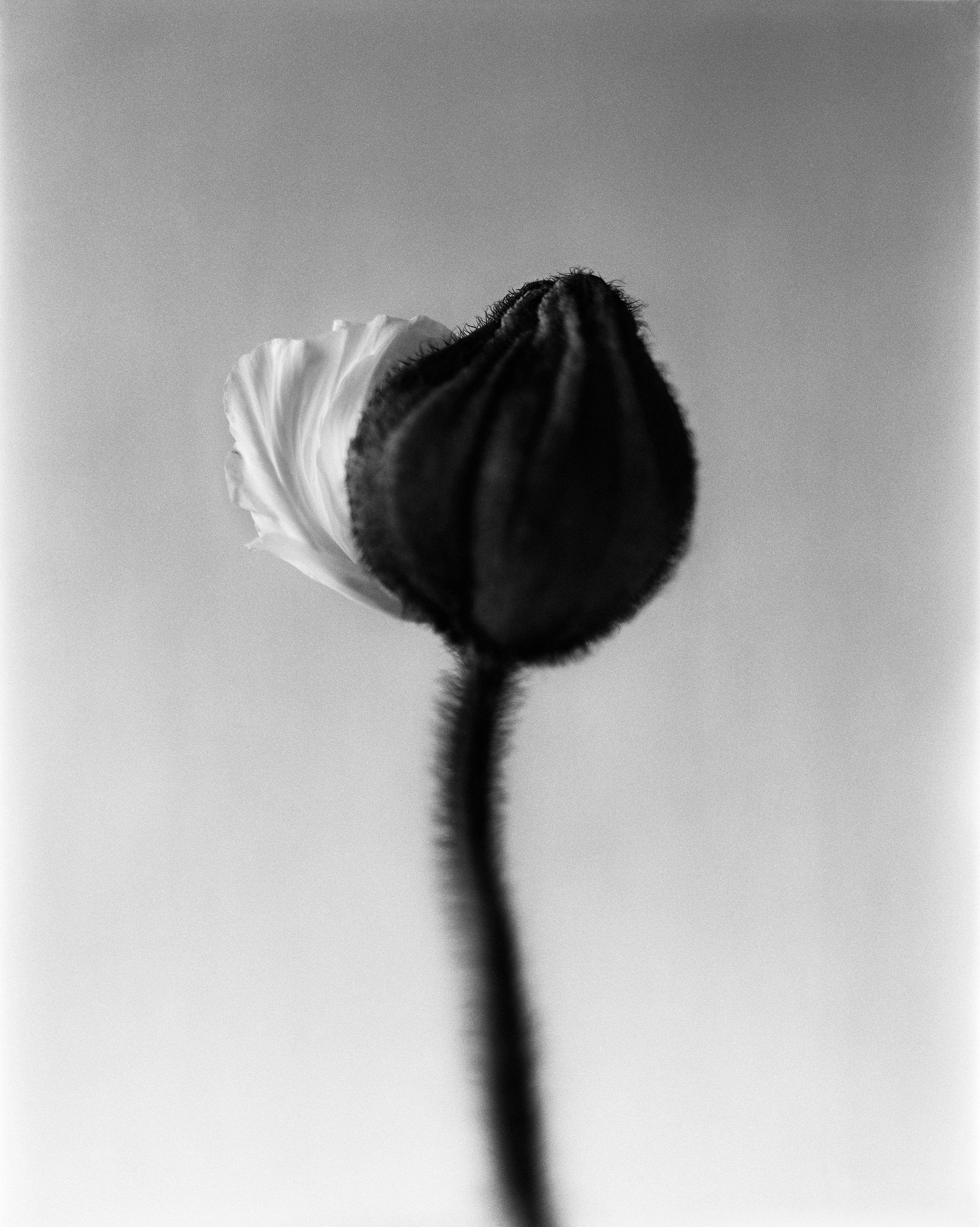 Capullo de amapola - fotografía floral en blanco y negro, edición limitada de 20 ejemplares