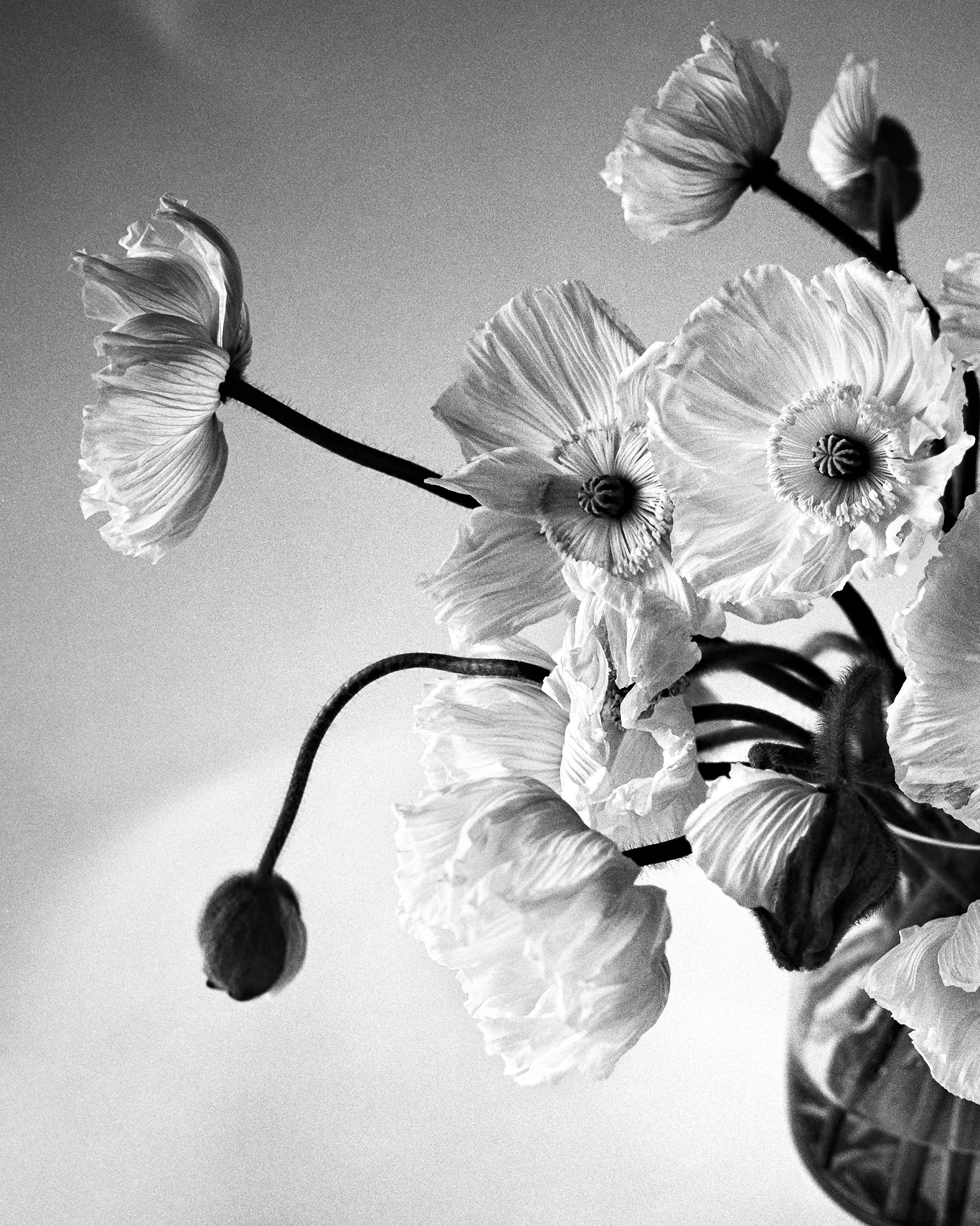 Poppy Bunch - Black and White analogue floral photography, Limited edition of 20 - Photograph by Ugne Pouwell