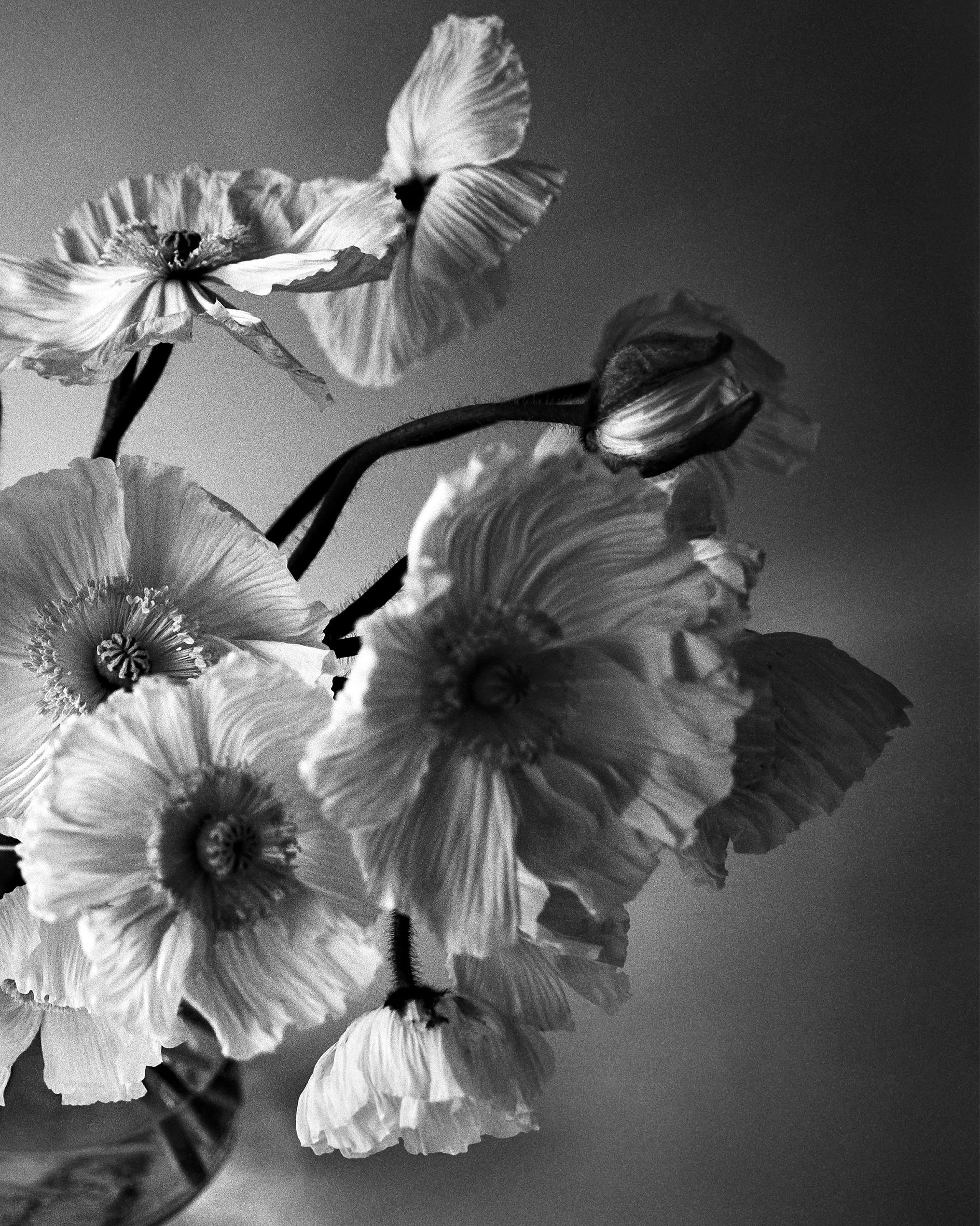 Poppy Bunch - Black and White analogue floral photography, Limited edition of 20 - Contemporary Photograph by Ugne Pouwell