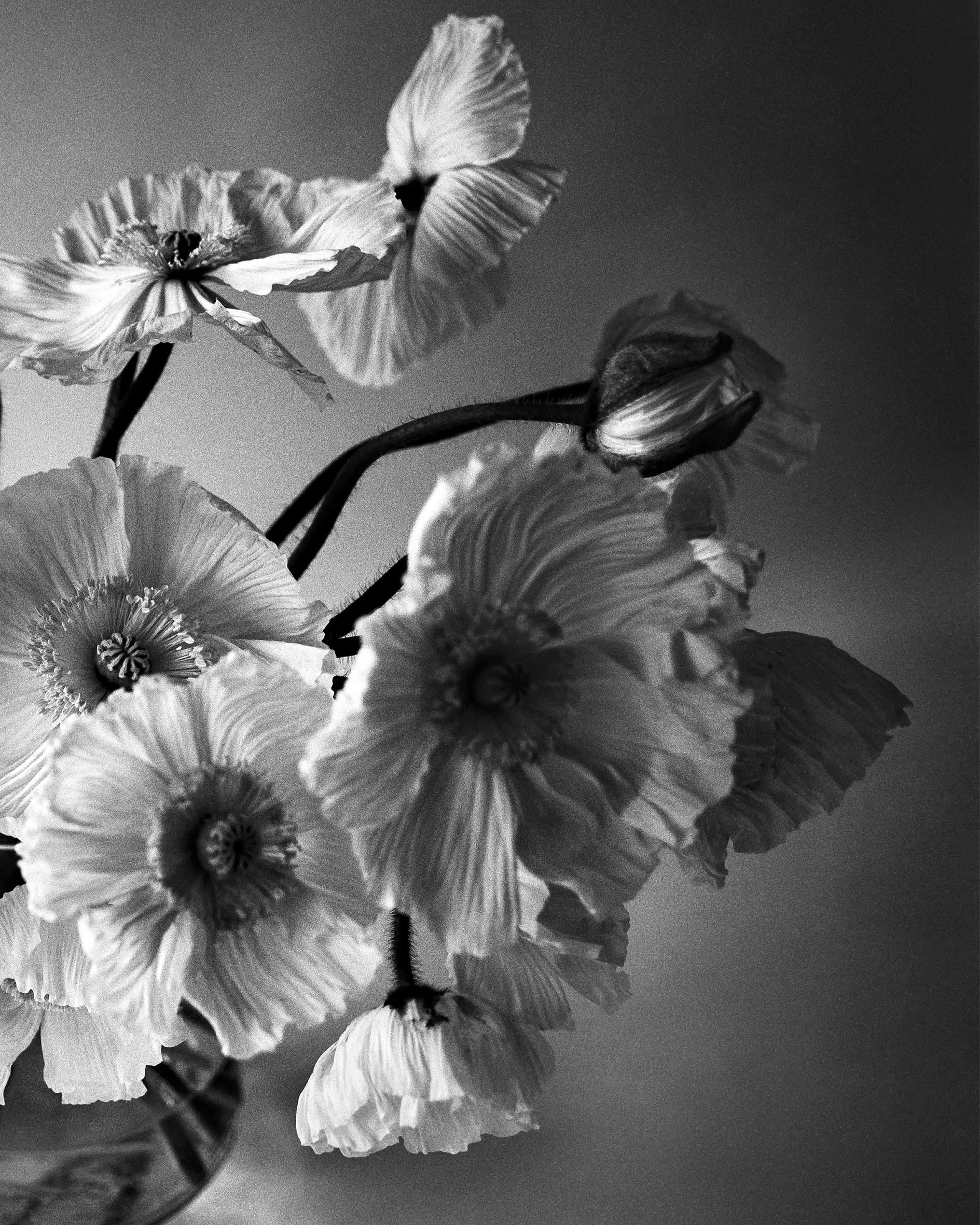 Poppy Bunch - Fotografia floreale in bianco e nero, edizione limitata a 2 di 20 esemplari - Photograph Contemporaneo di Ugne Pouwell