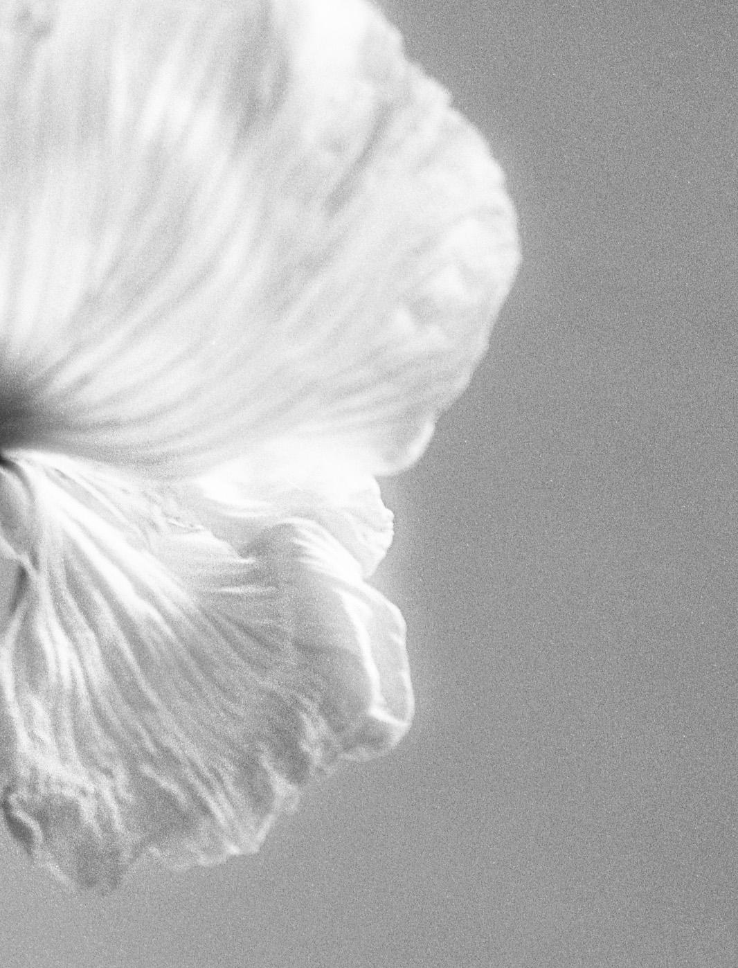 Poppy No.3 - Analogue black and white floral photography, Limited edition of 20. - Photograph by Ugne Pouwell