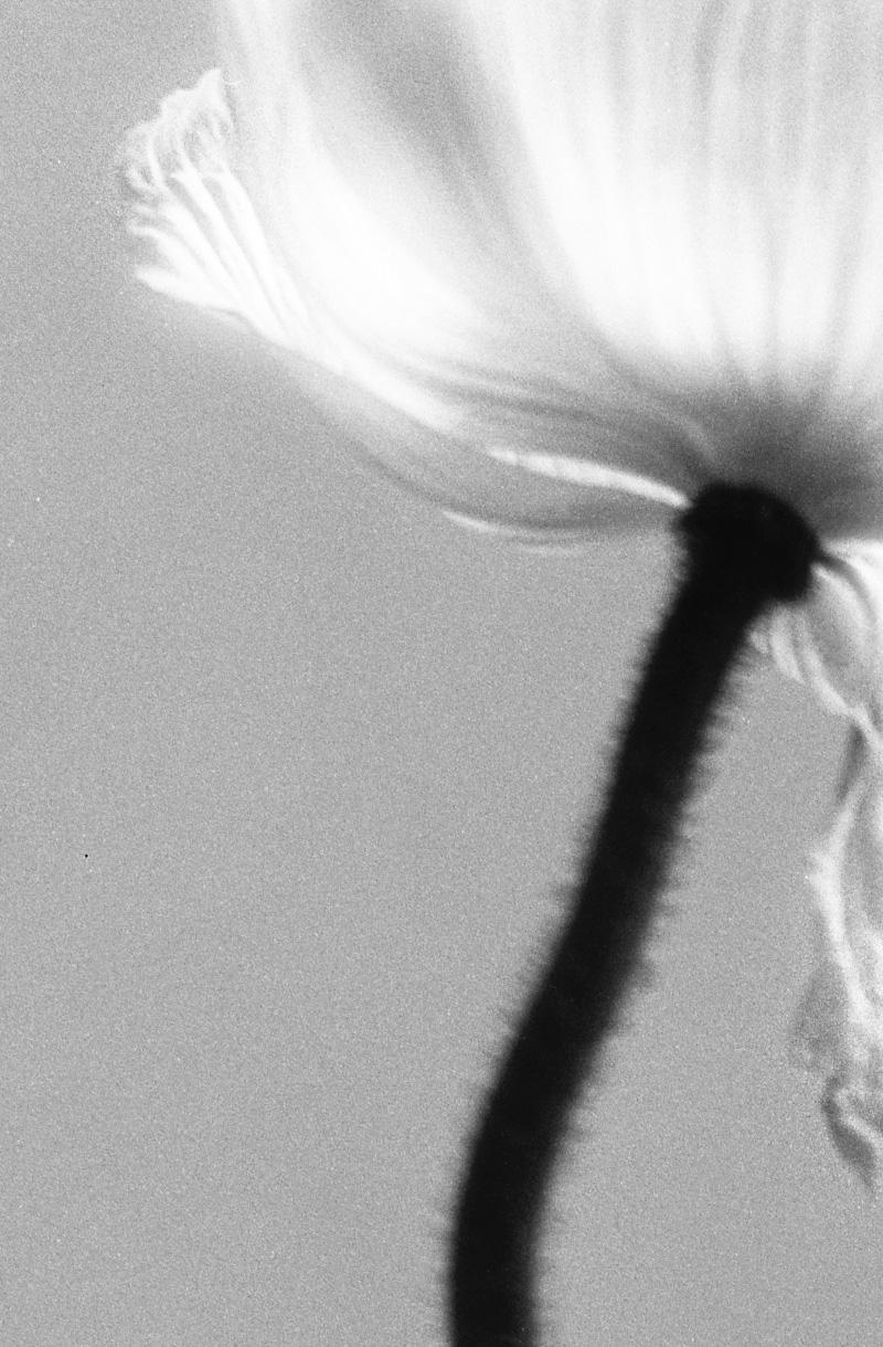 Poppy No.3 - Analogue black and white floral photography, Limited edition of 20. - Naturalistic Photograph by Ugne Pouwell