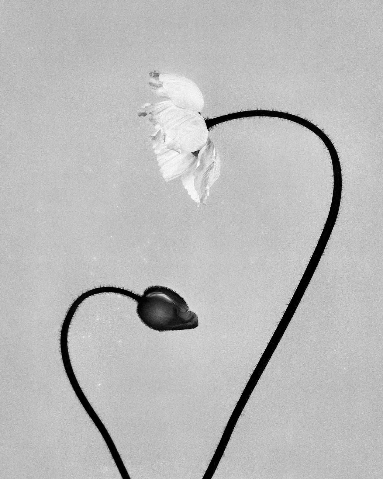 Ugne Pouwell Black and White Photograph - Poppy - Analogue black and white floral photography, Limited edition of 20