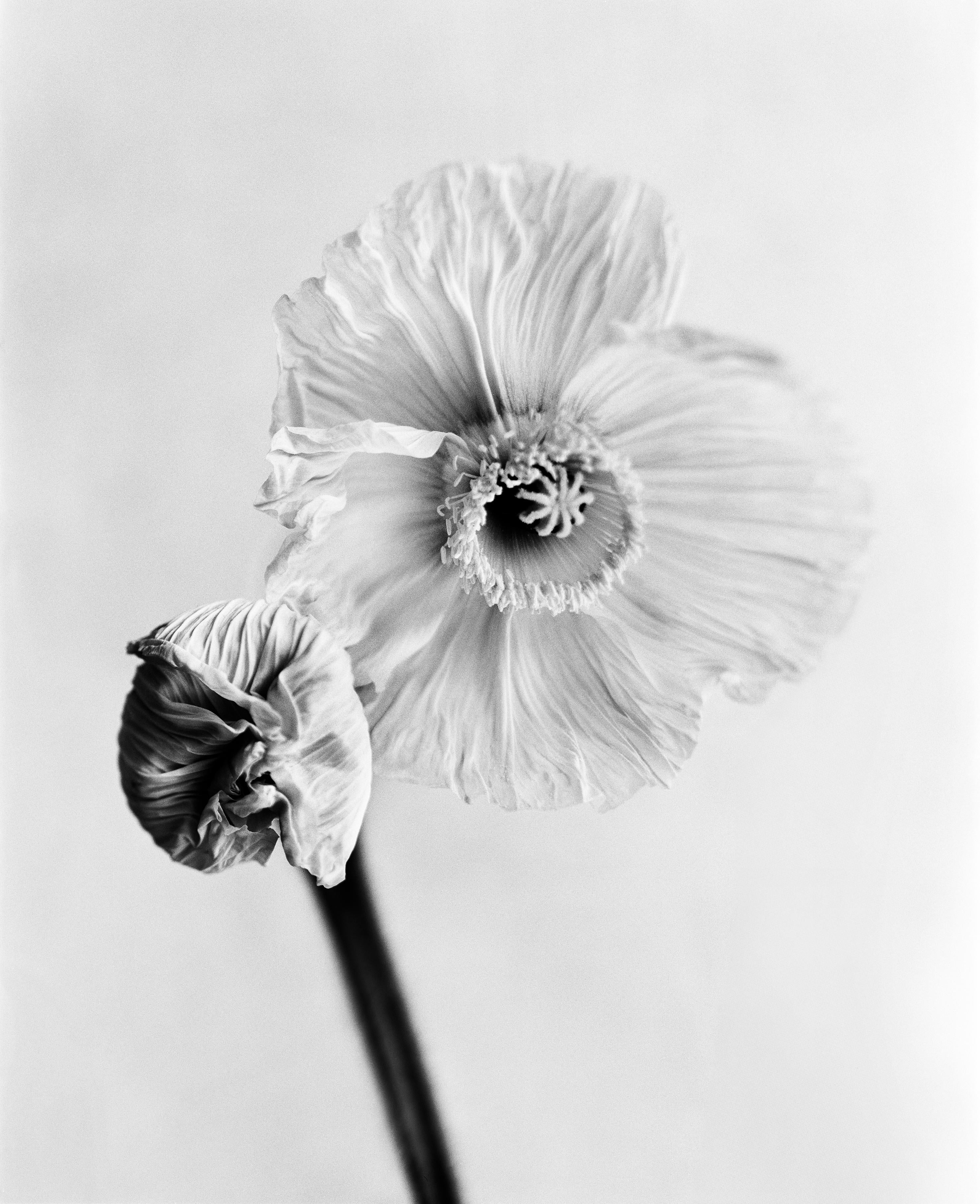 Black and White Photograph di Ugne Pouwell - Poppy No.10 - fotografia floreale analogica in bianco e nero, edizione limitata a 20 esemplari