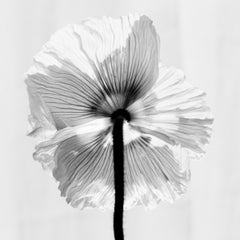 Poppy No.11 - fotografia floreale analogica in bianco e nero, edizione limitata a 20 esemplari