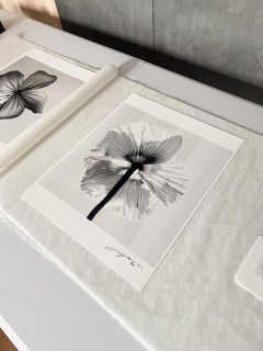 Poppy No.11 - black and white floral photography, limited edition of 2/20