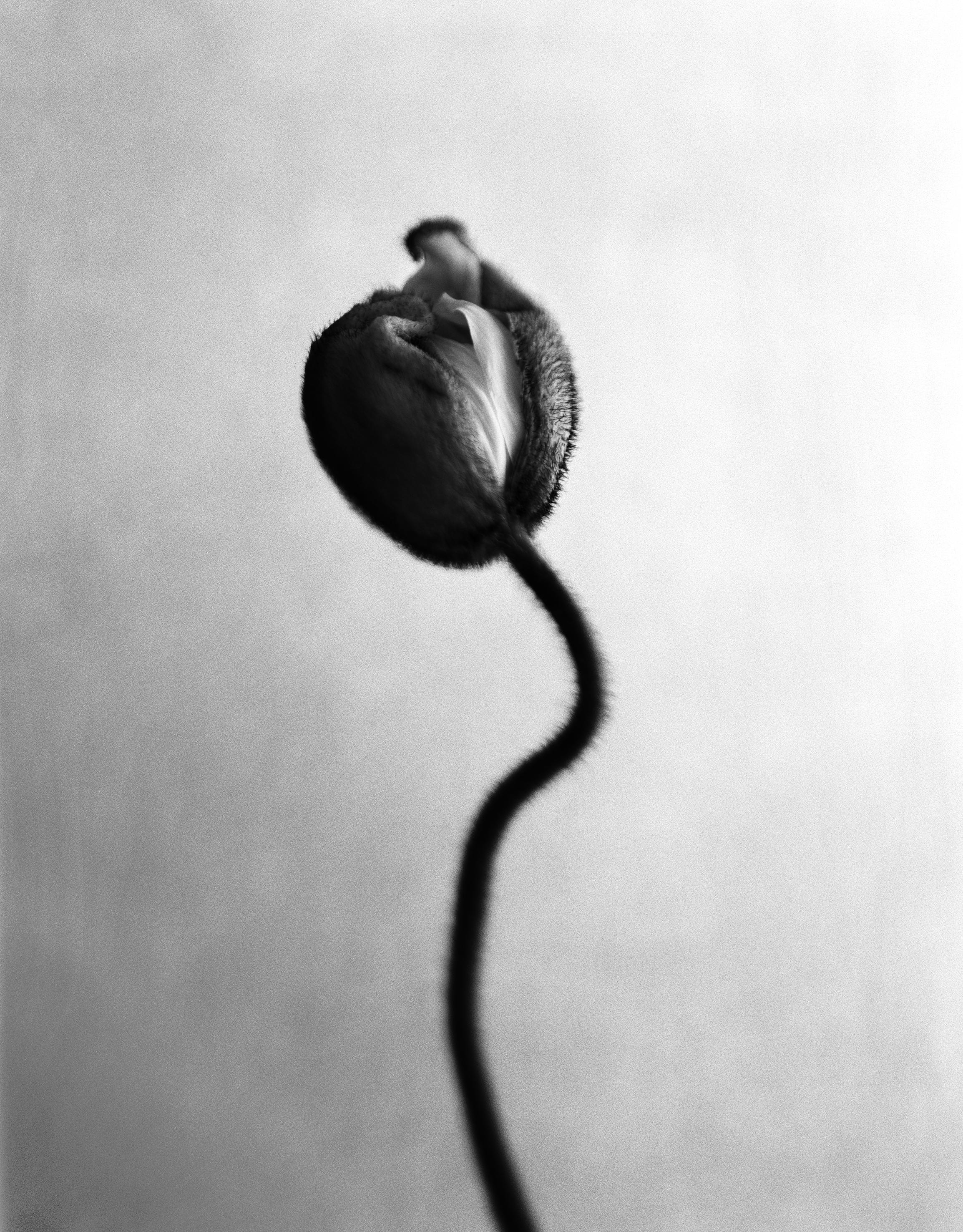 Still-Life Photograph di Ugne Pouwell - Poppy No.12 - fotografia floreale analogica in bianco e nero, edizione limitata 2/10