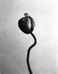 Poppy No.12 – analoge Schwarz-Weiß-Blumenfotografie in Schwarz-Weiß, limitierte Auflage 20