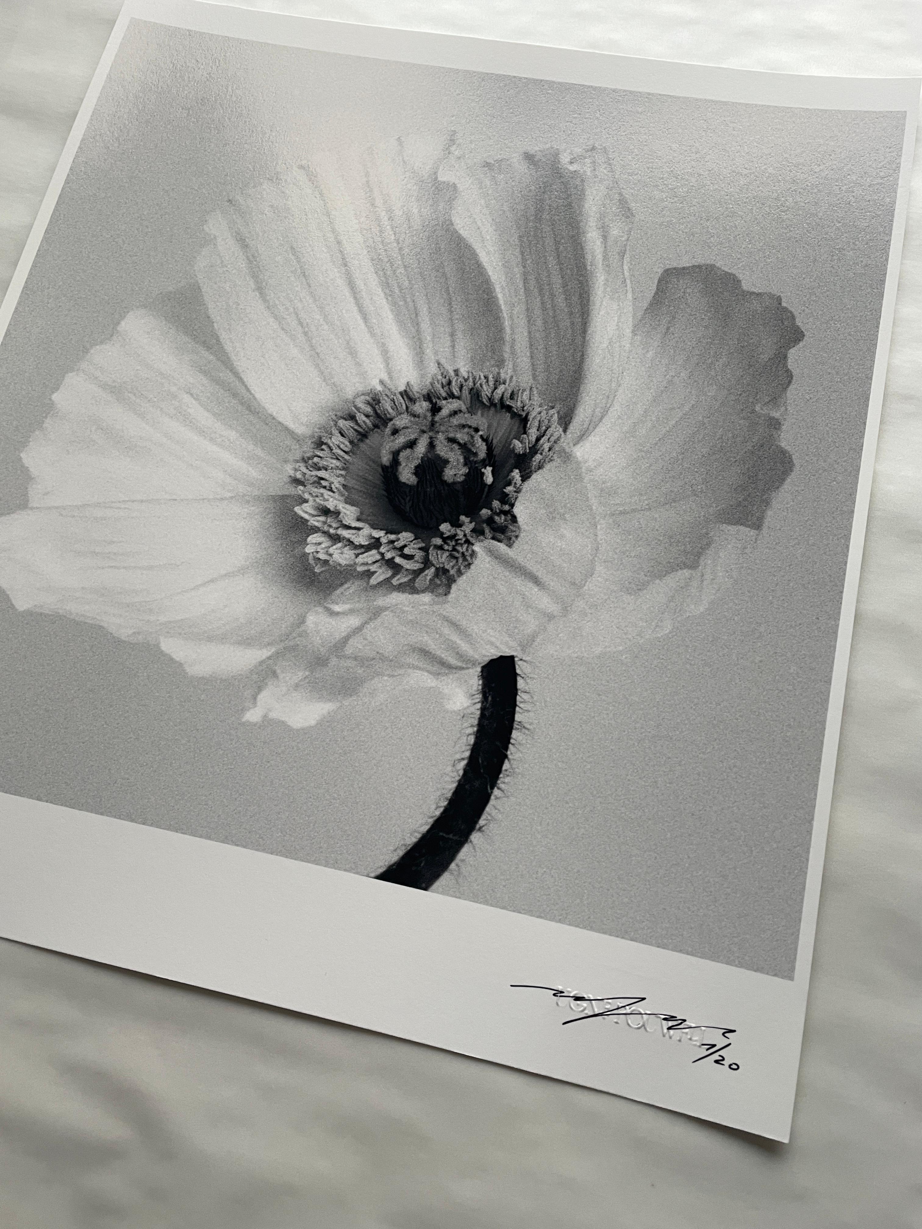 Poppy No.2 – analoge Schwarz-Weiß-Blumenfotografie in limitierter Auflage (2/20) (Grau), Black and White Photograph, von Ugne Pouwell