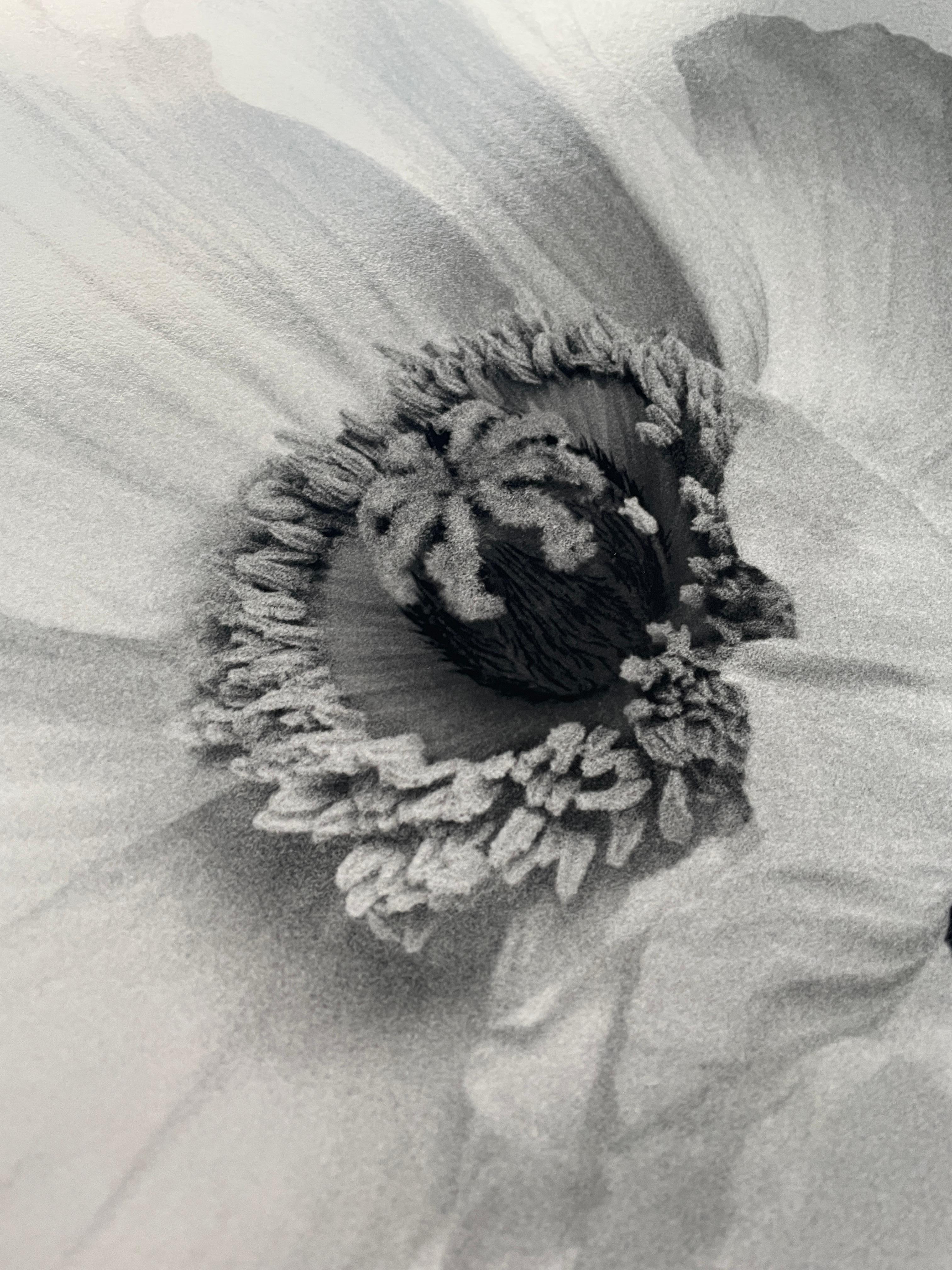 Poppy No.2 ist ein fesselndes Schwarz-Weiß-Stillleben, das die zarte Eleganz einer Mohnblume einfängt. Dieses analoge Bild, das mit einer großformatigen 4x5 Linhof-Kamera aufgenommen wurde, hebt die komplizierten Strukturen und subtilen Kontraste