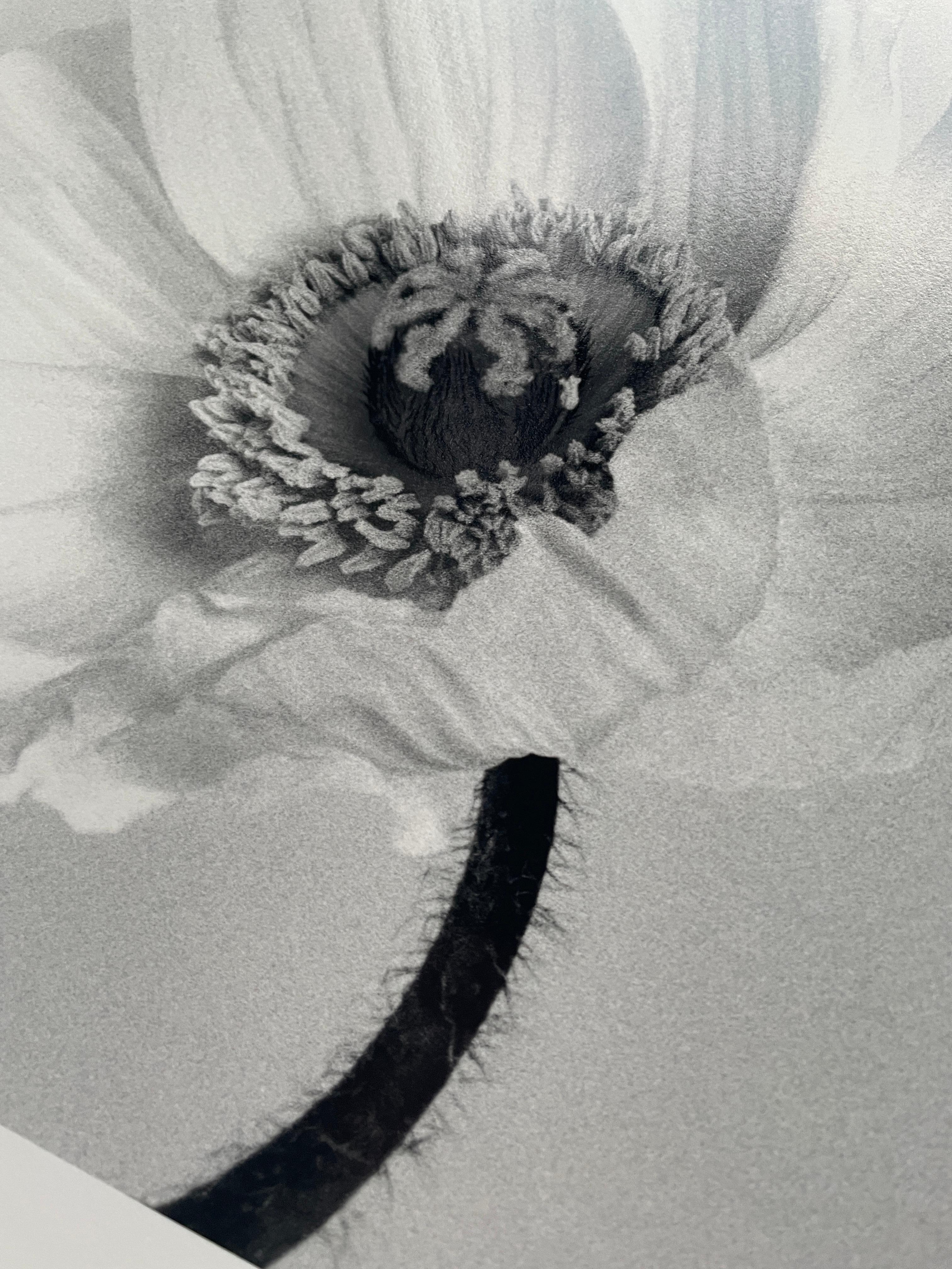 Poppy No.2 – analoge Schwarz-Weiß-Blumenfotografie in limitierter Auflage (2/20) im Angebot 1