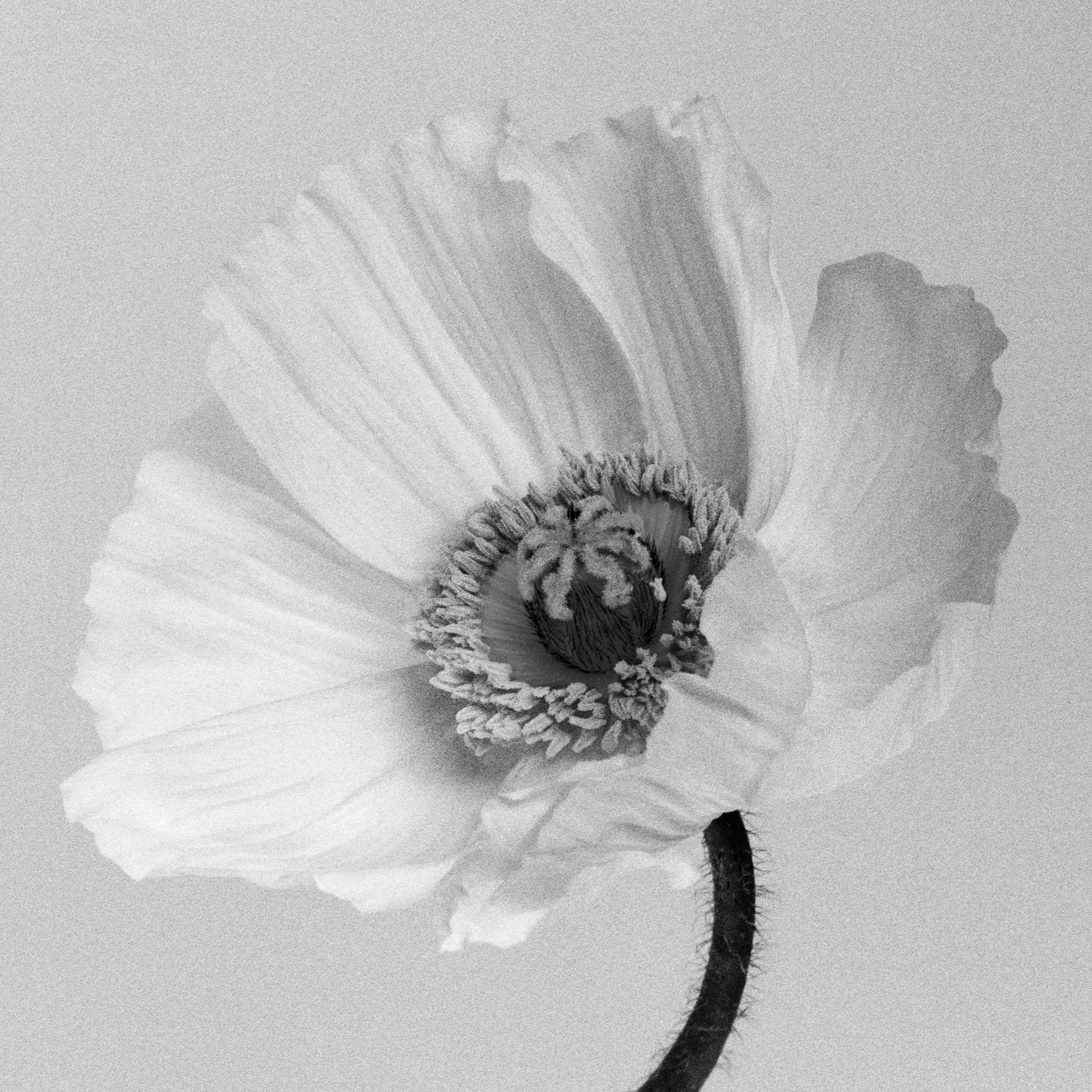Ugne Pouwell Black and White Photograph – Poppy No.2 – Analogue Schwarz-Weiß-Blumenfotografie in Schwarz-Weiß, Auflage von 10 Stück