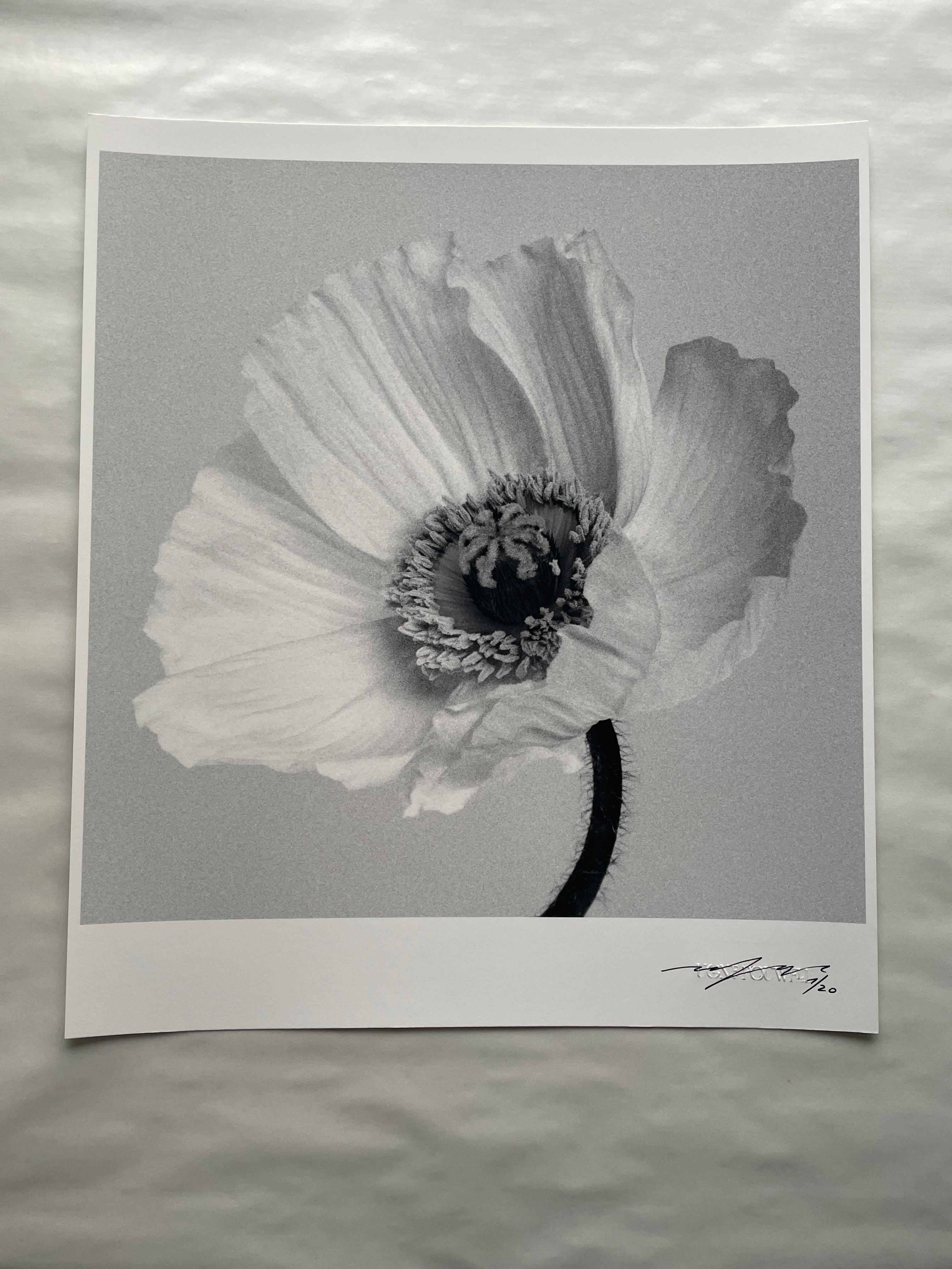 Poppy No.2 – analoge Schwarz-Weiß-Blumenfotografie in limitierter Auflage (3/20) (Minimalistisch), Photograph, von Ugne Pouwell