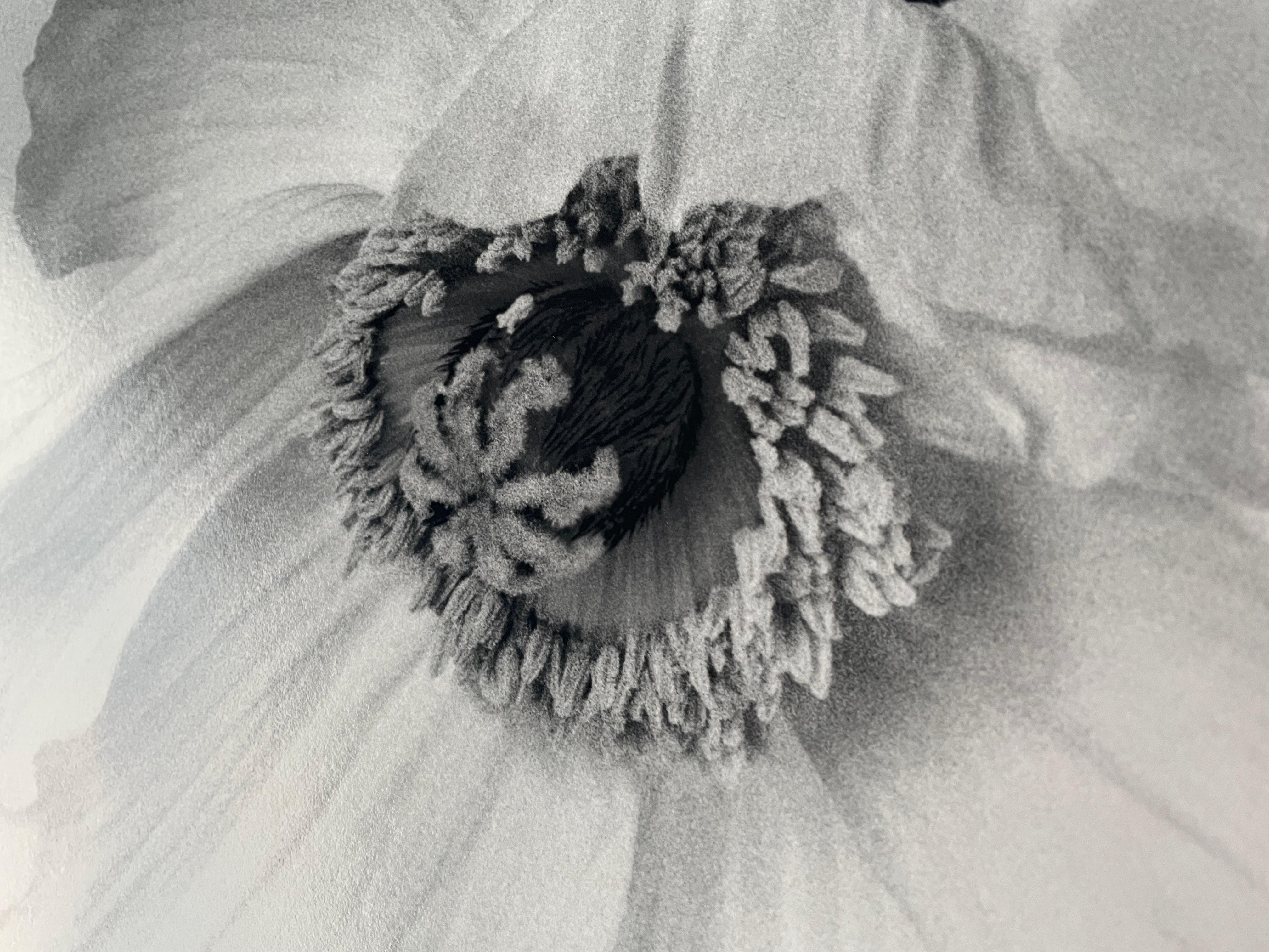 Poppy No.2 ist ein fesselndes Schwarz-Weiß-Stillleben, das die zarte Eleganz einer Mohnblume einfängt. Dieses analoge Bild, das mit einer großformatigen 4x5 Linhof-Kamera aufgenommen wurde, hebt die komplizierten Strukturen und subtilen Kontraste