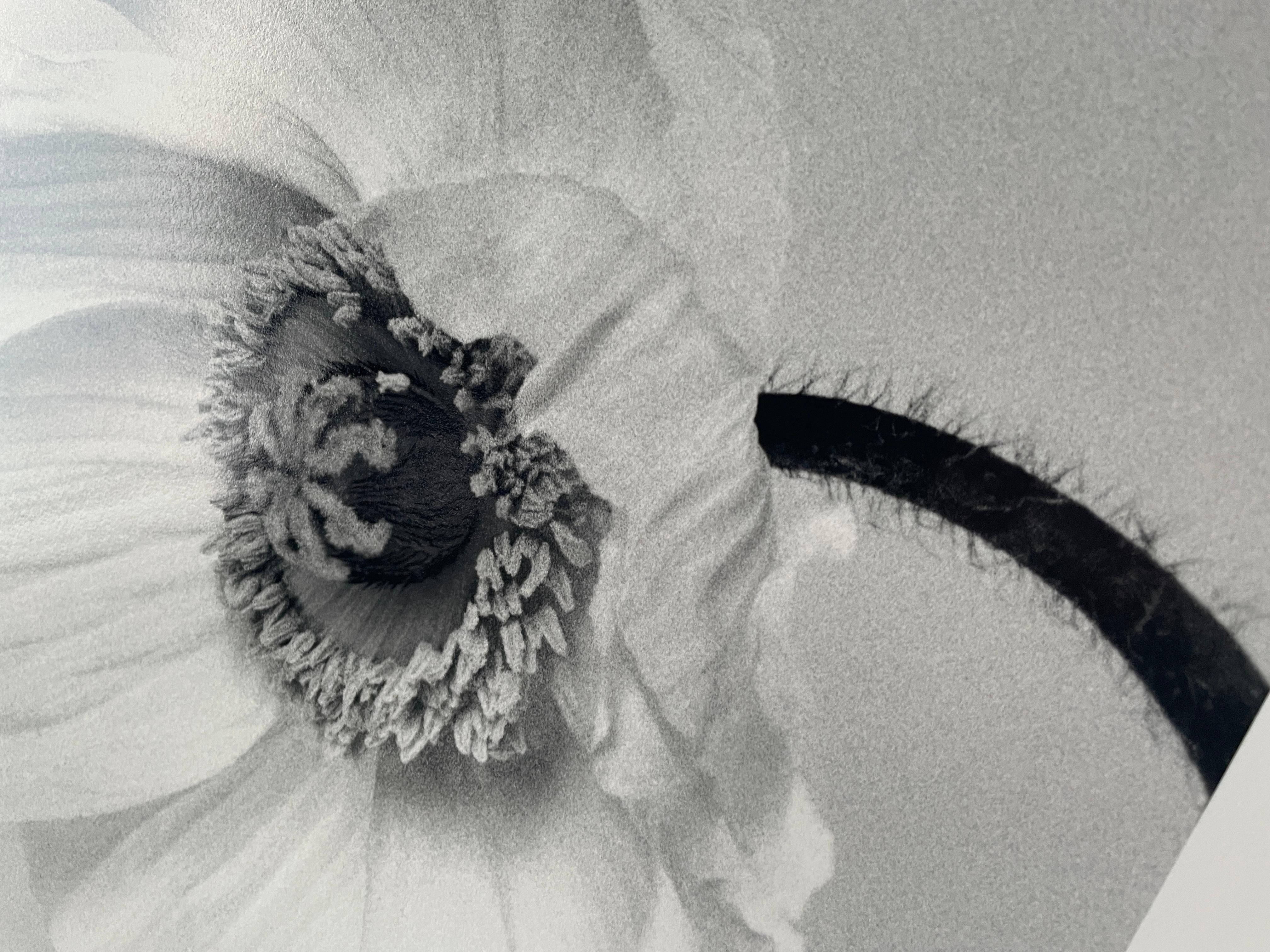 Poppy No.2 – analoge Schwarz-Weiß-Blumenfotografie in limitierter Auflage (3/20) im Angebot 1